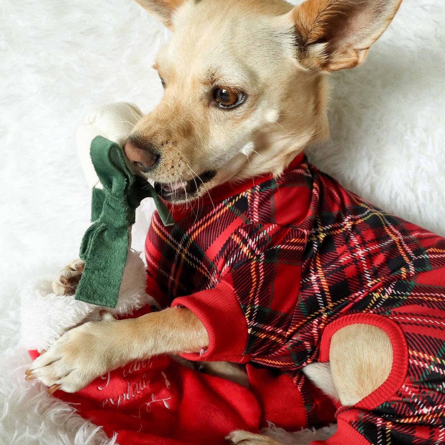 Dog wearing red plaid pajamas holding a green toy on a white fluffy surface
