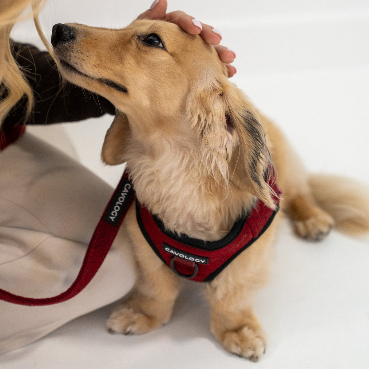 Cranberry Herringbone Dog Walking Bundle