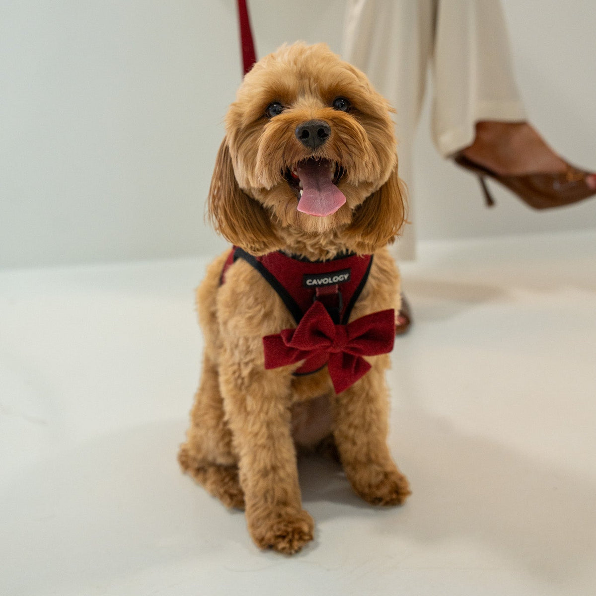 Cranberry Herringbone Dog Bow Tie
