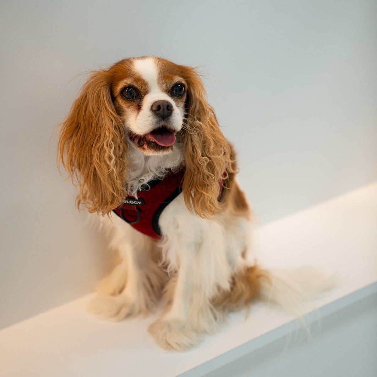 Cranberry Herringbone Dog Walking Bundle