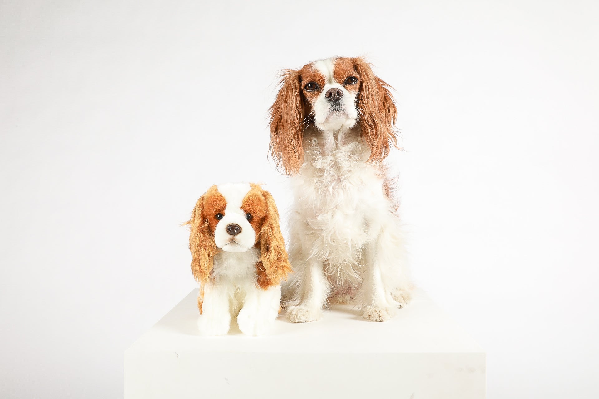 Cavalier King Charles Blenheim Plush
