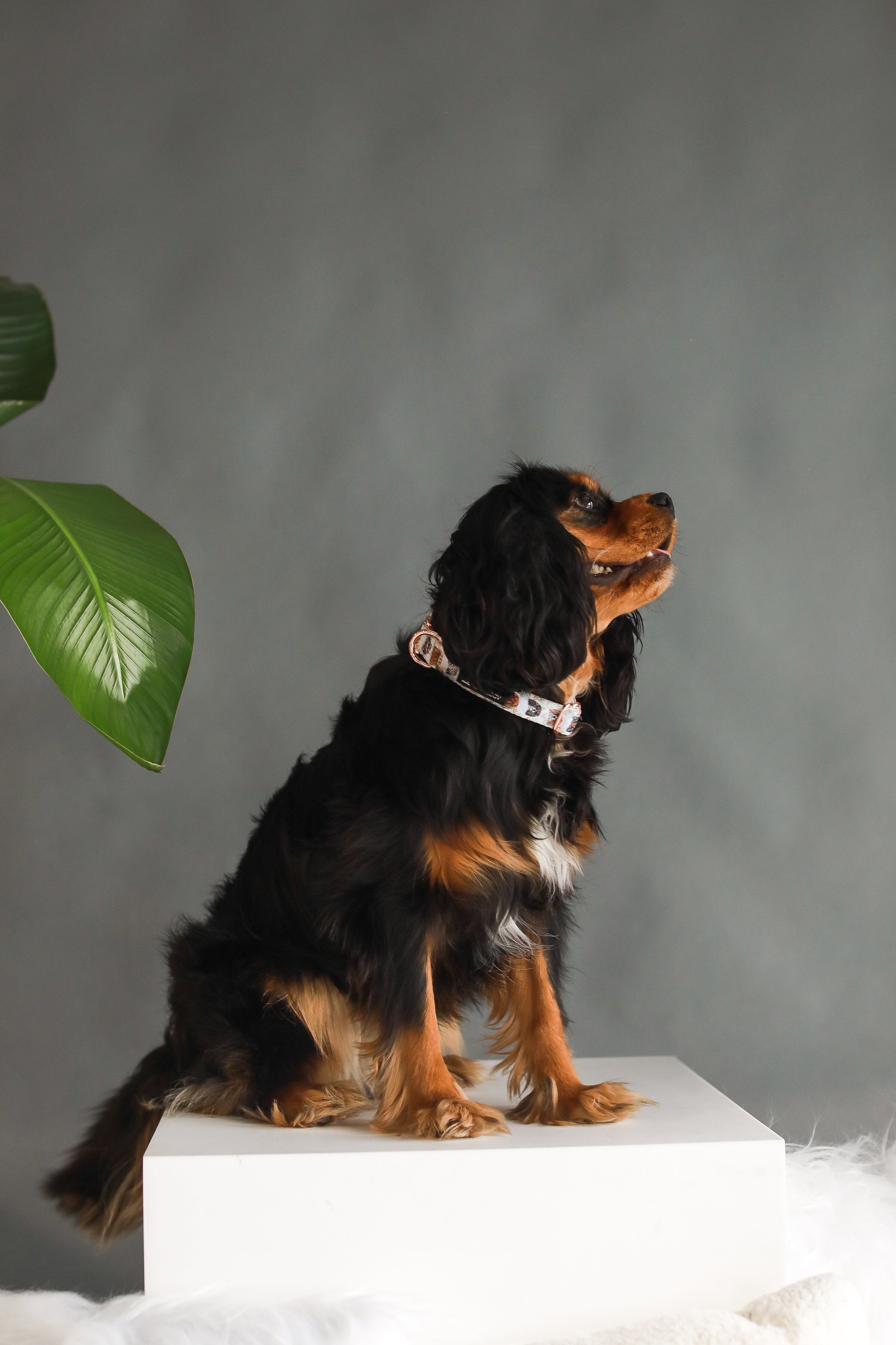 COLLAR - Cavalier King Charles Spaniel