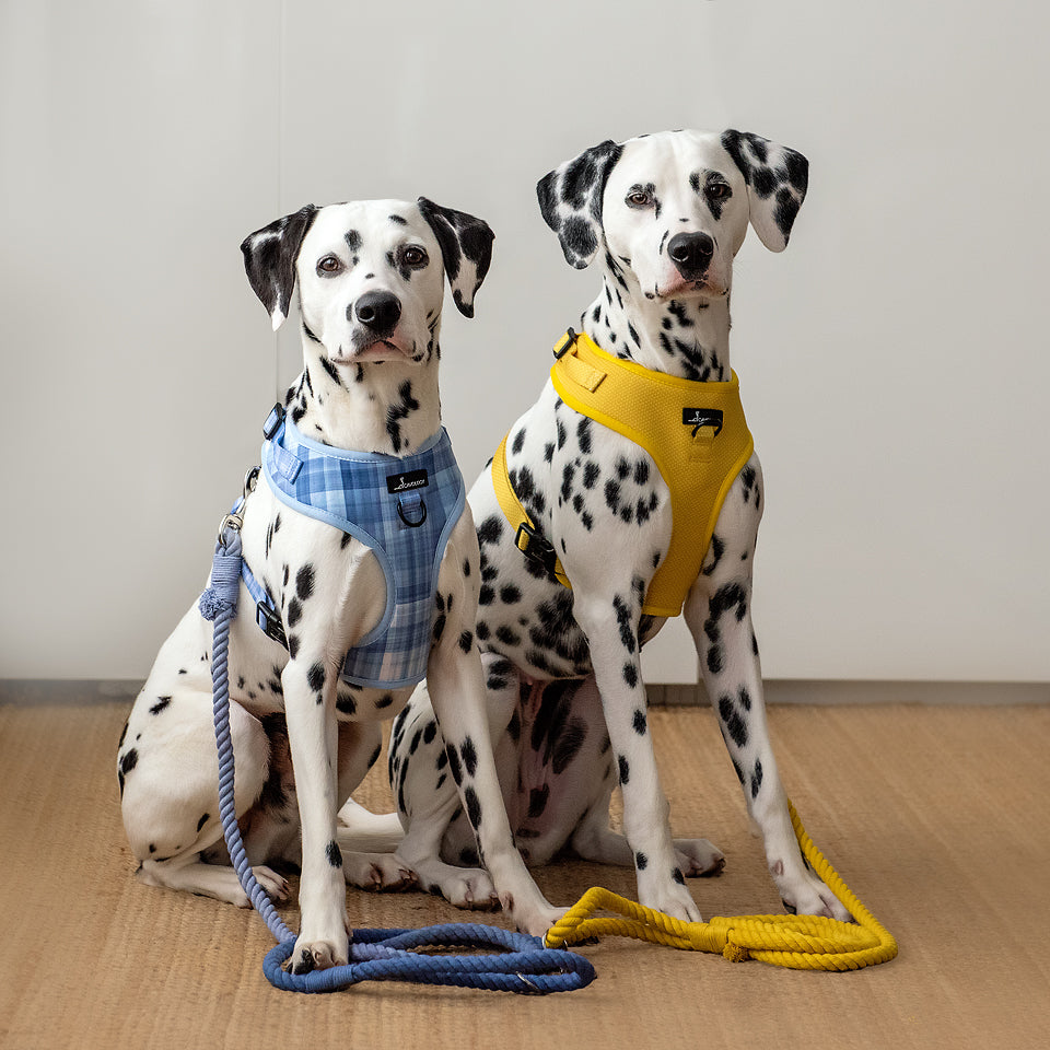 ROPE LEASH - In The Clouds (light blue ombré)