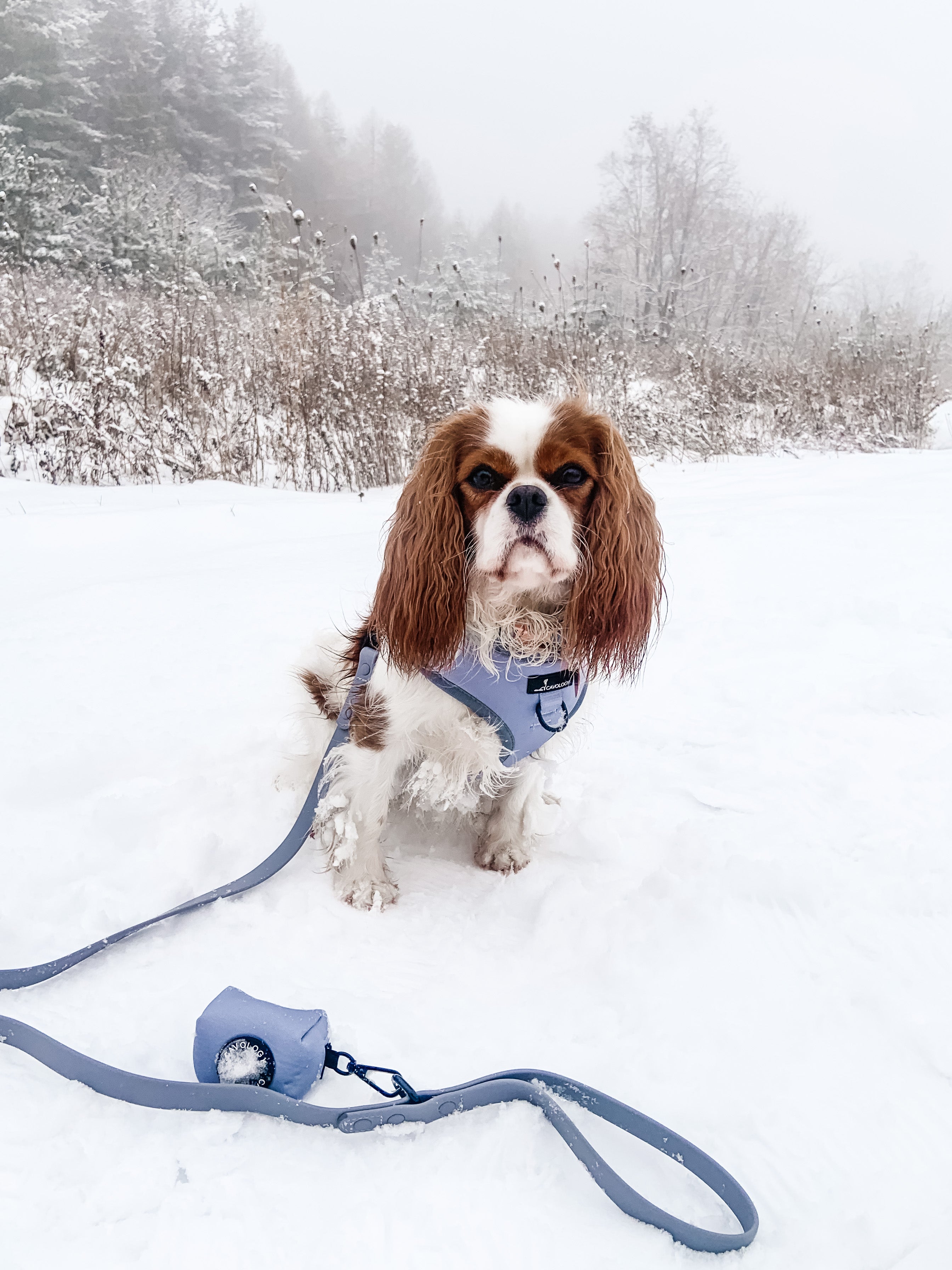 DOG LUXE LEASH BUNDLE - Grey Whistler