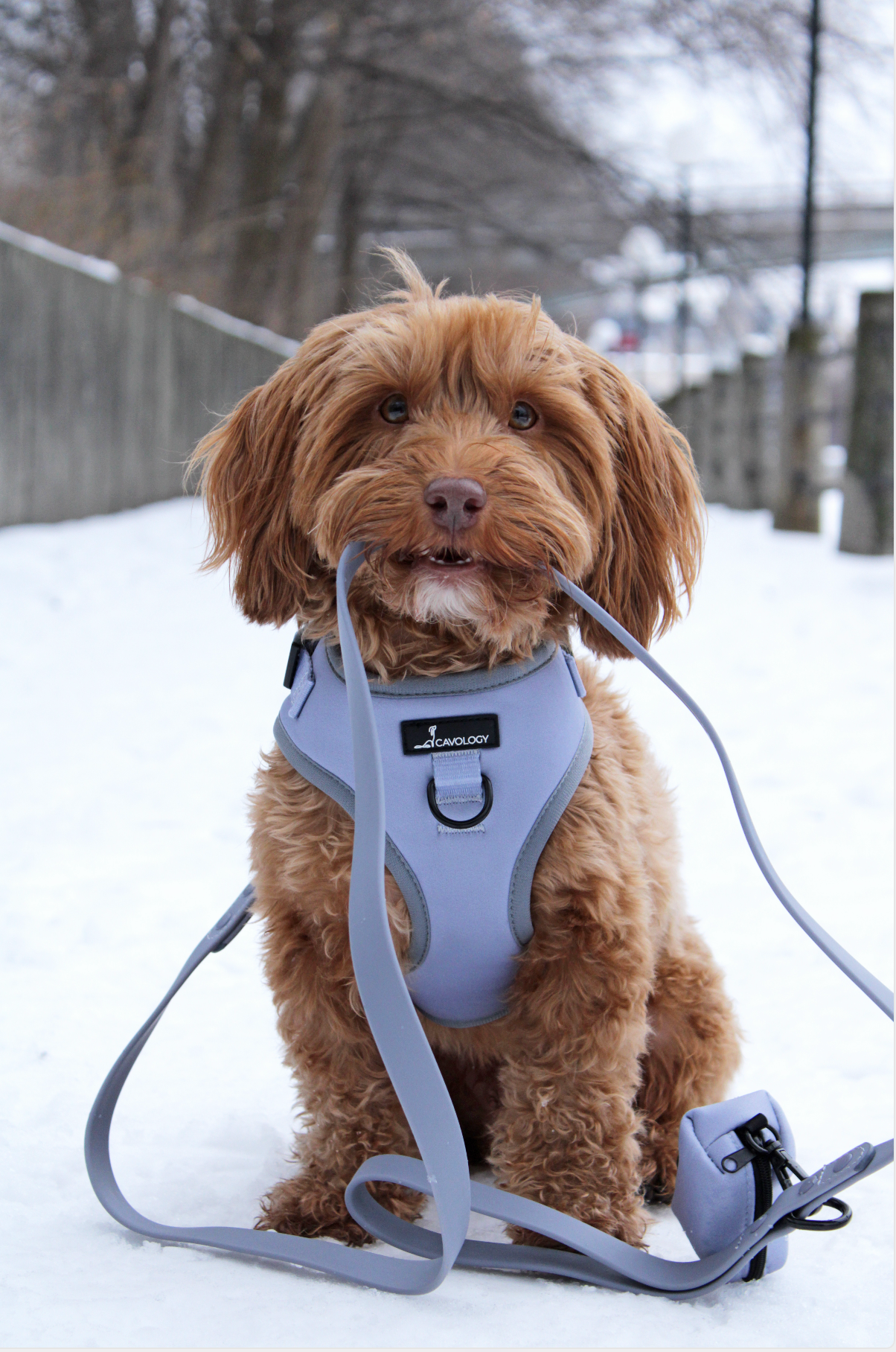 DOG LUXE LEASH BUNDLE - Grey Whistler