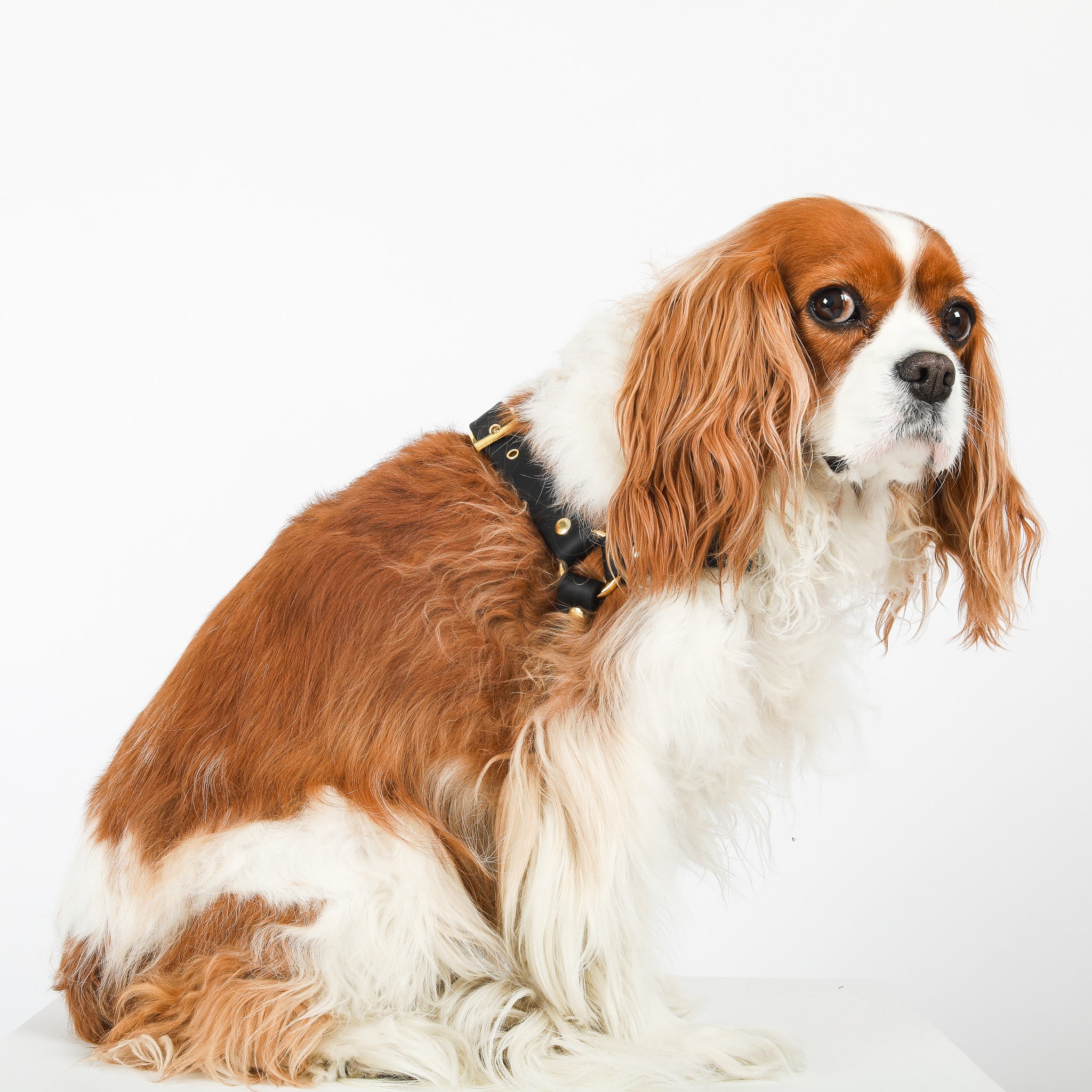 STEP IN LUXE HARNESS - Park Avenue II