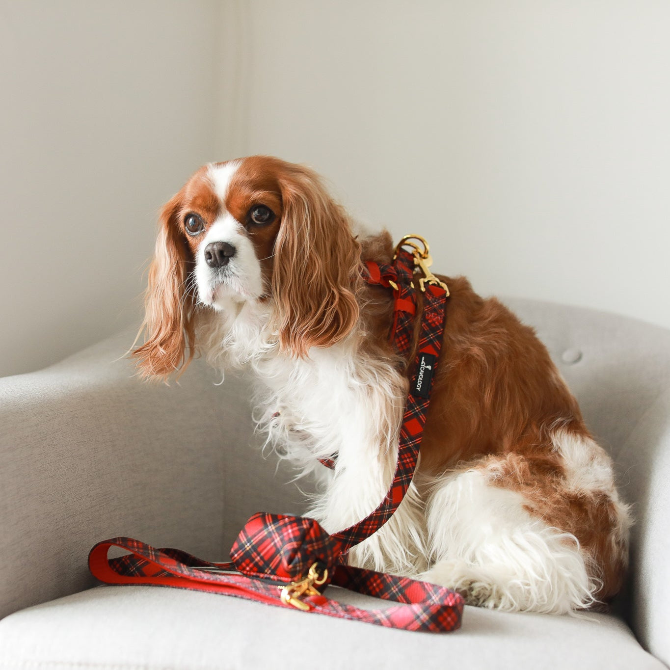 LEASH - Red Plaid Tartan Winter Wonderland