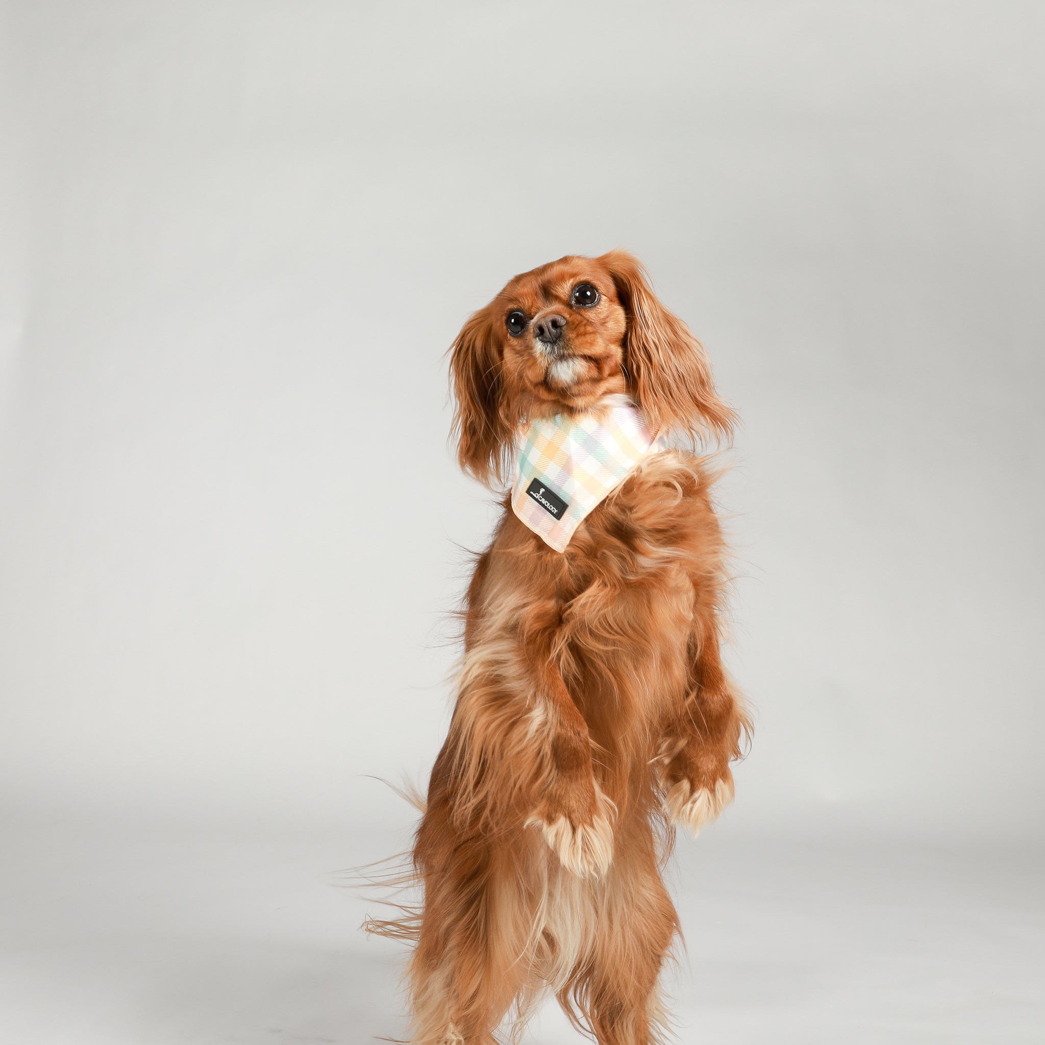 BANDANA - Spring Plaid