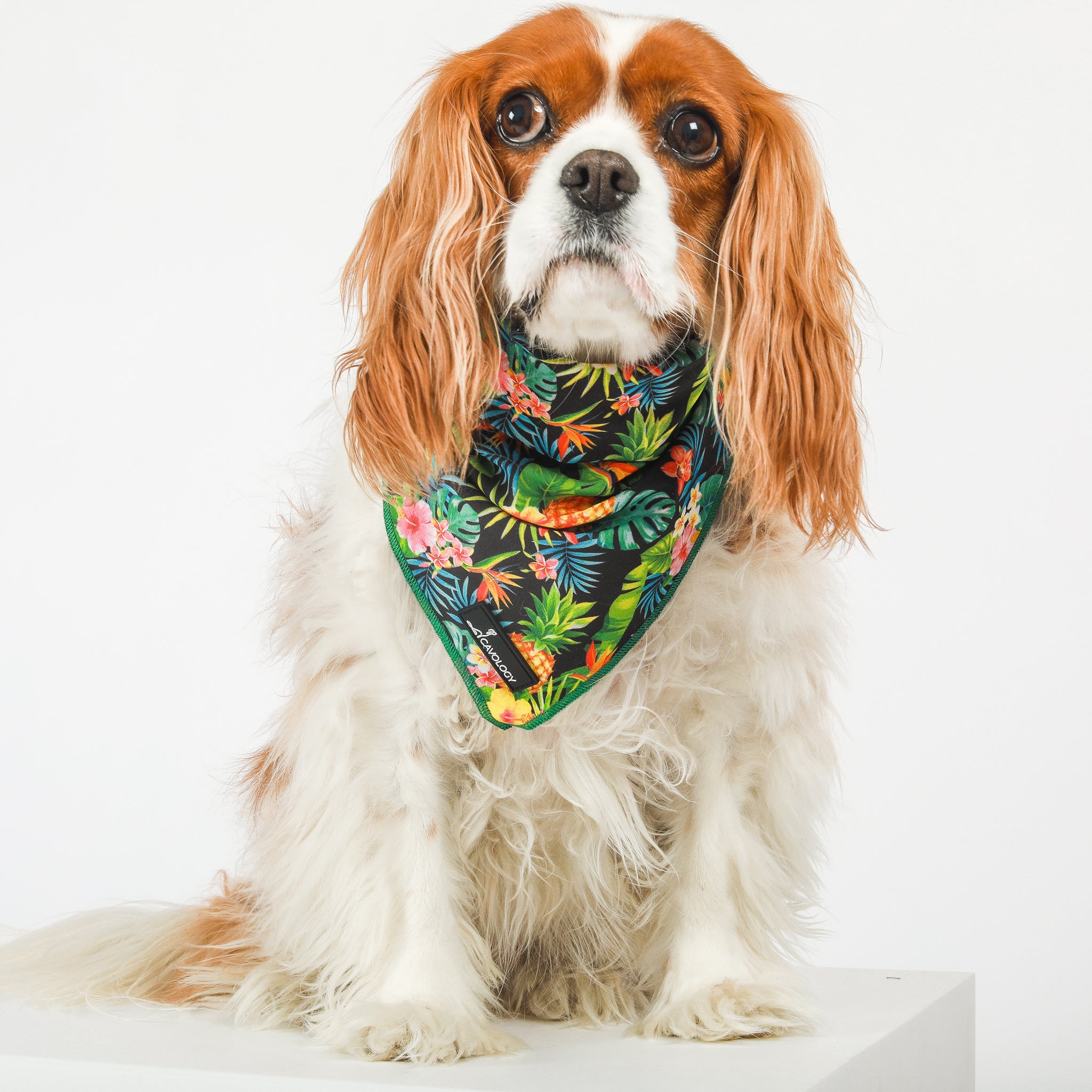 DOG BANDANA - Tropical RIO