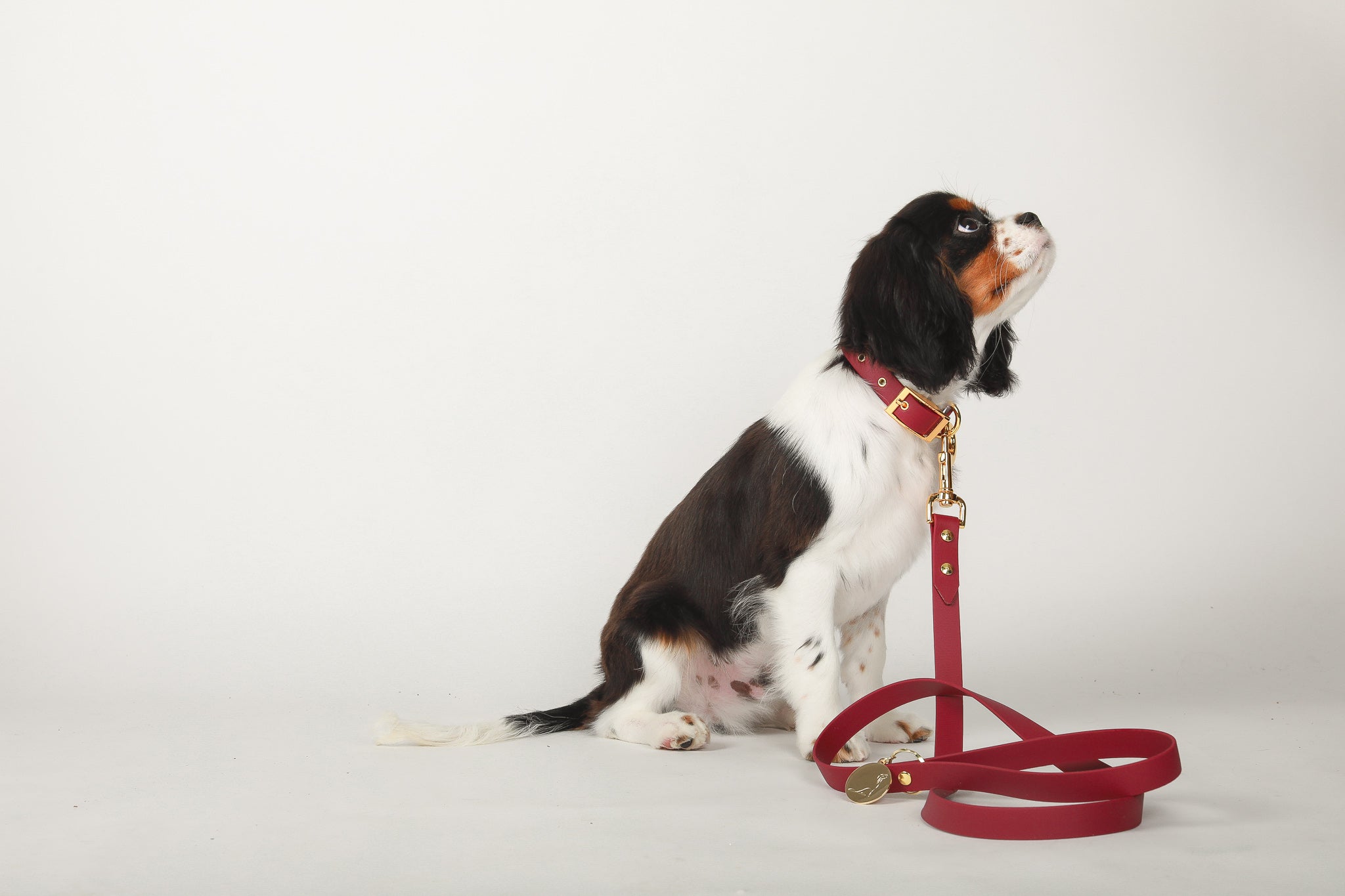 COLLAR - MADISON AVENUE (maroon)