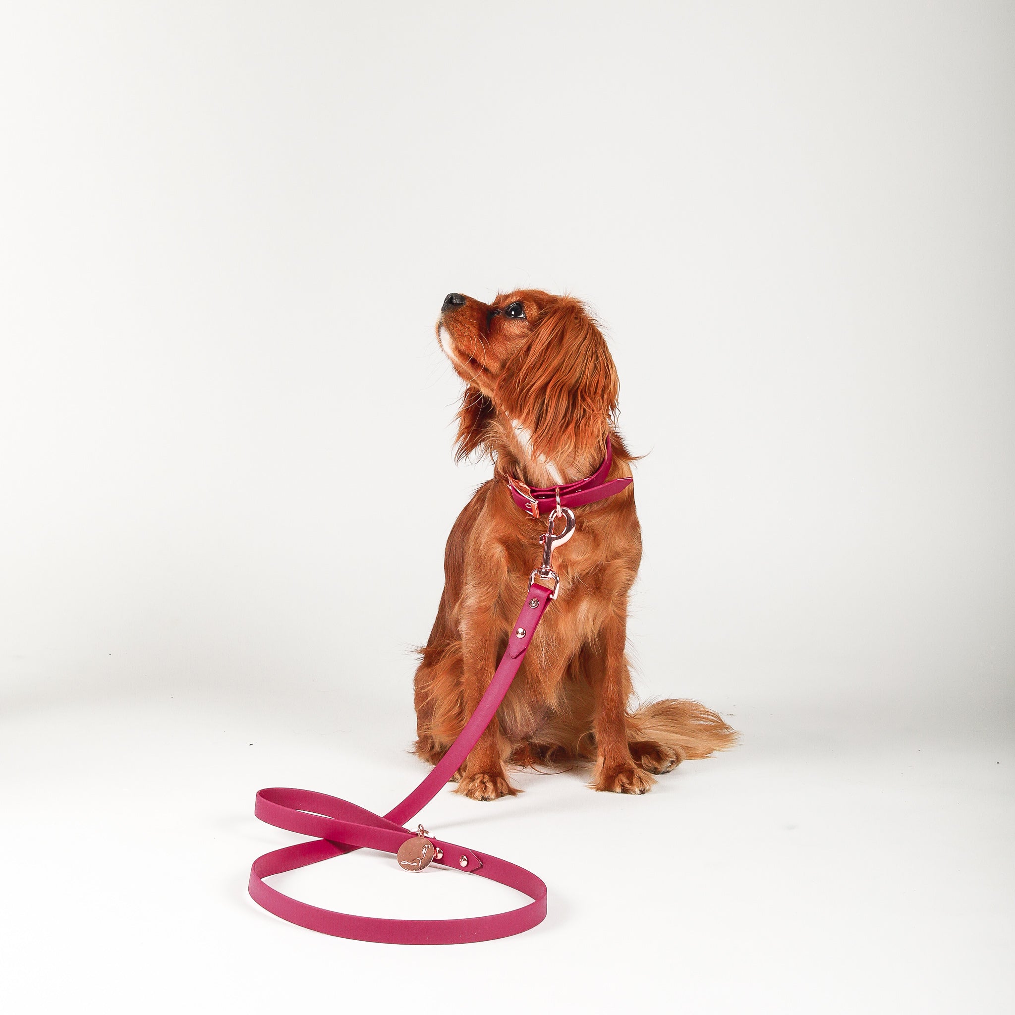 COLLAR - MADISON AVENUE (maroon)
