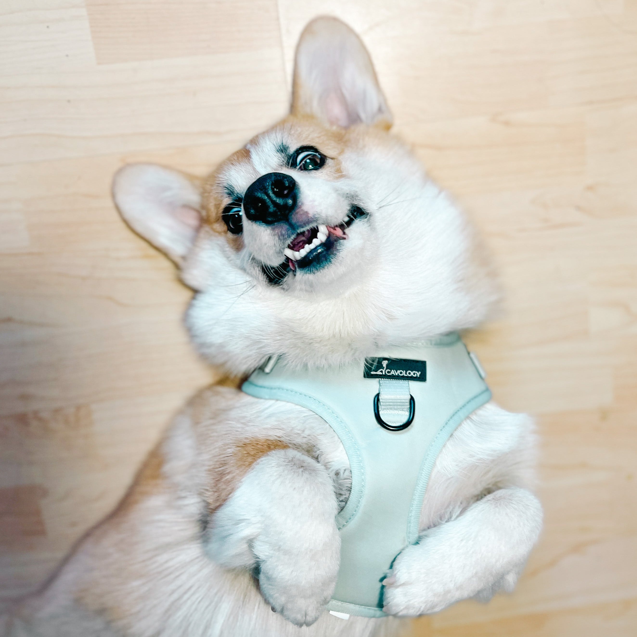 ADJUSTABLE HARNESS - Sage