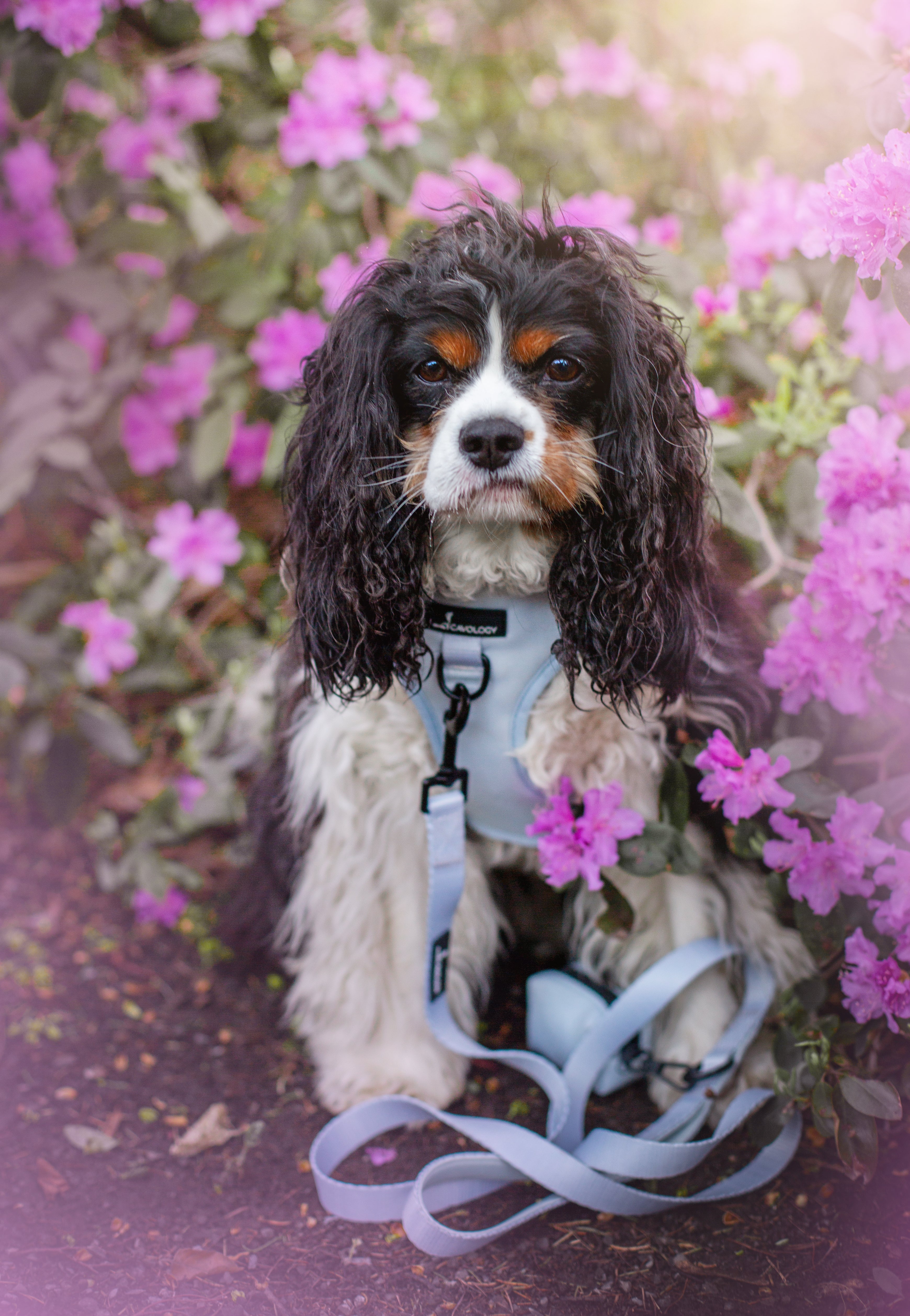 LEASH - Sage