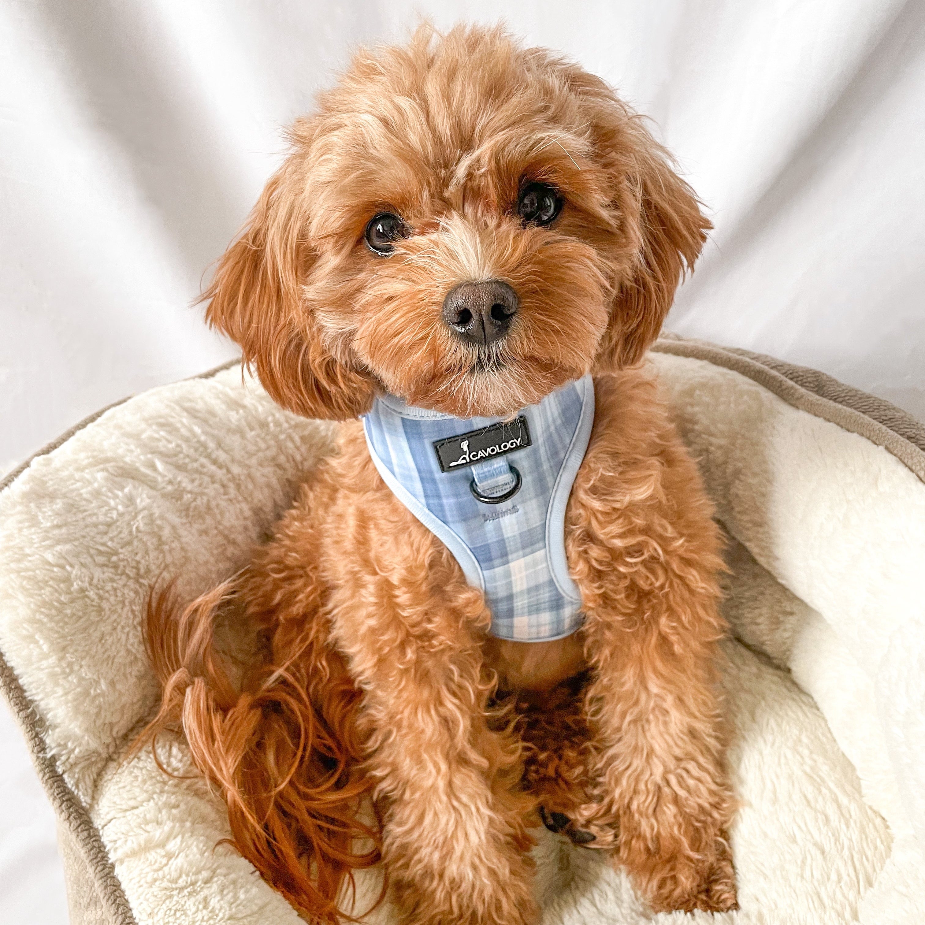 ADJUSTABLE HARNESS - BLUE PLAID In The Clouds