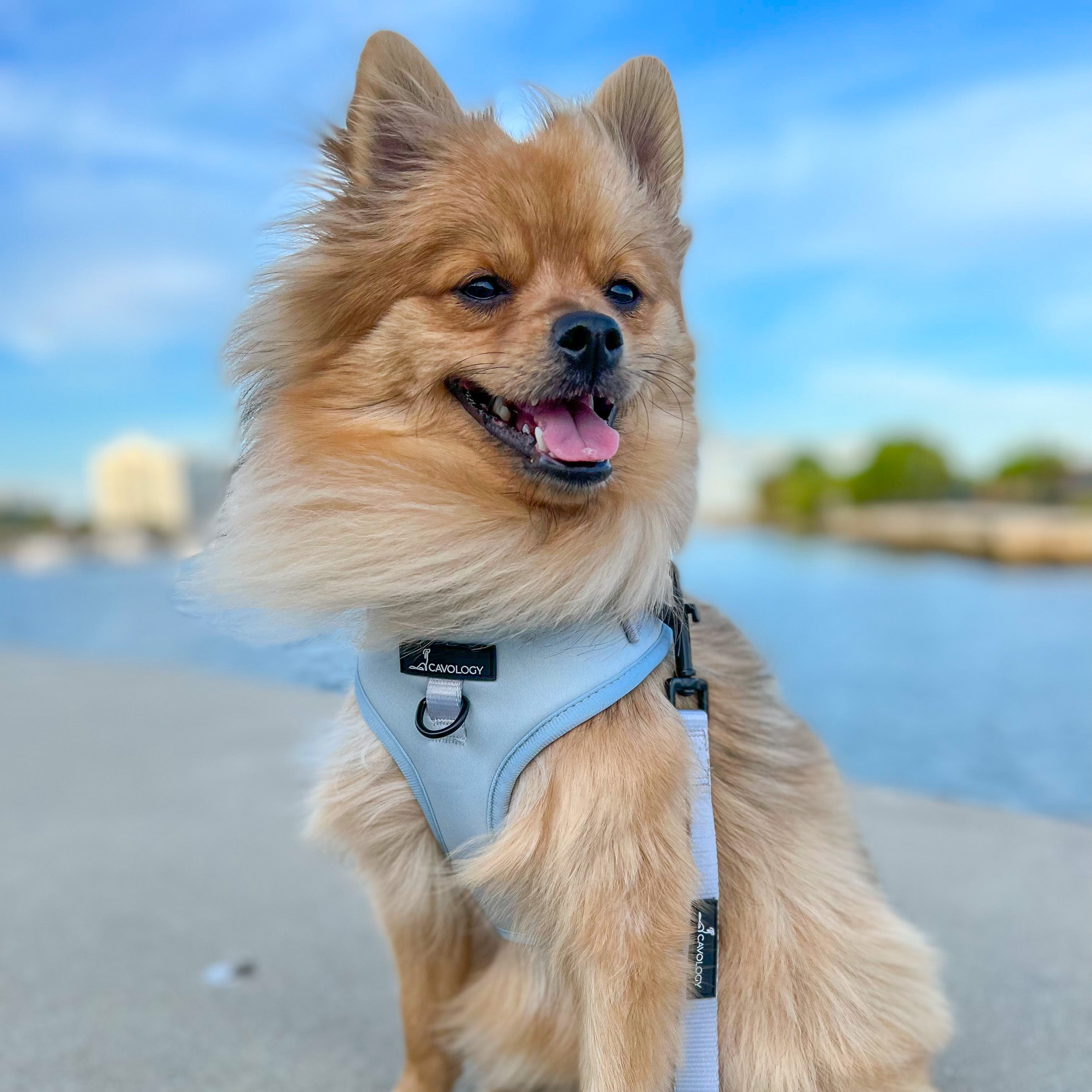 ADJUSTABLE HARNESS - Sage