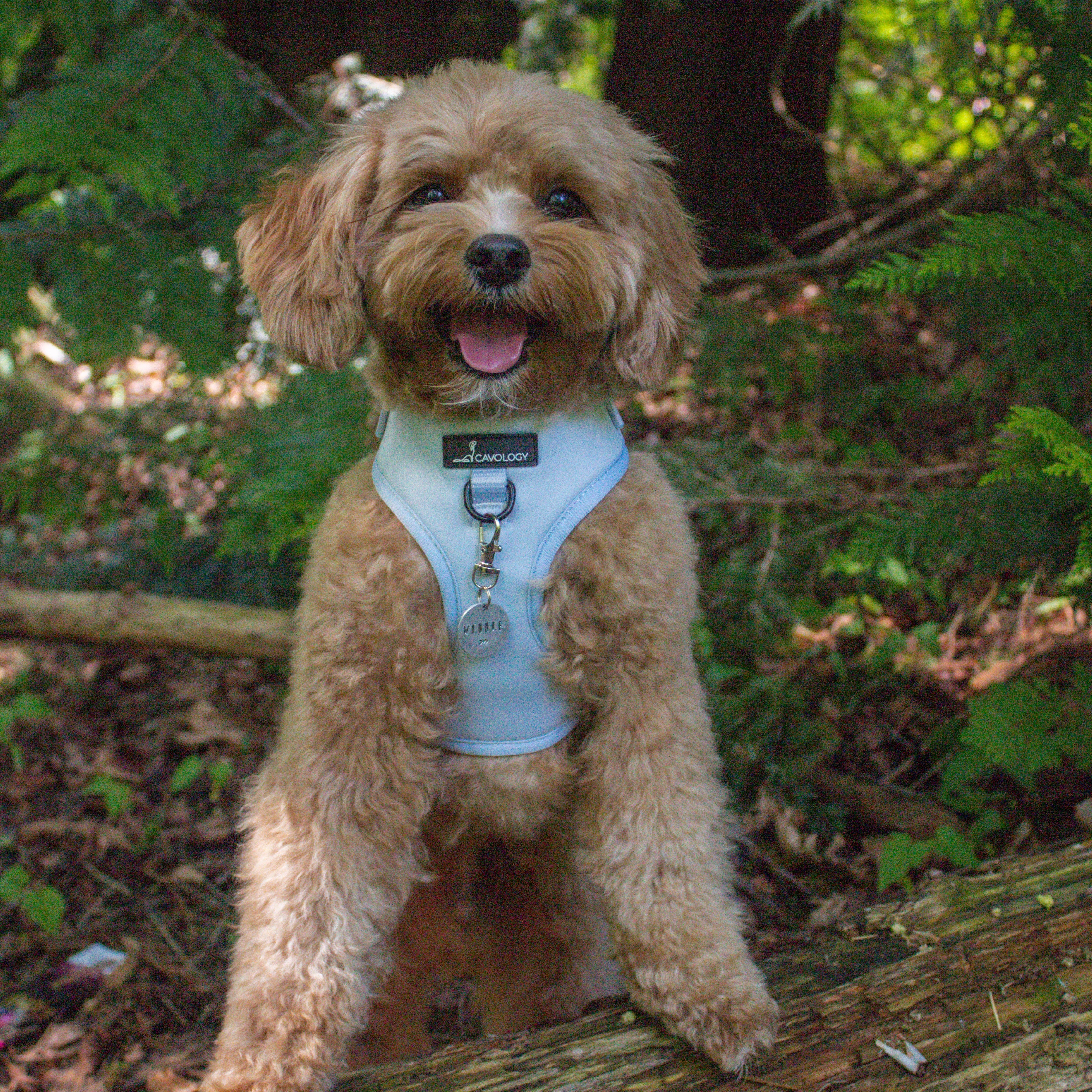ADJUSTABLE HARNESS - Sage