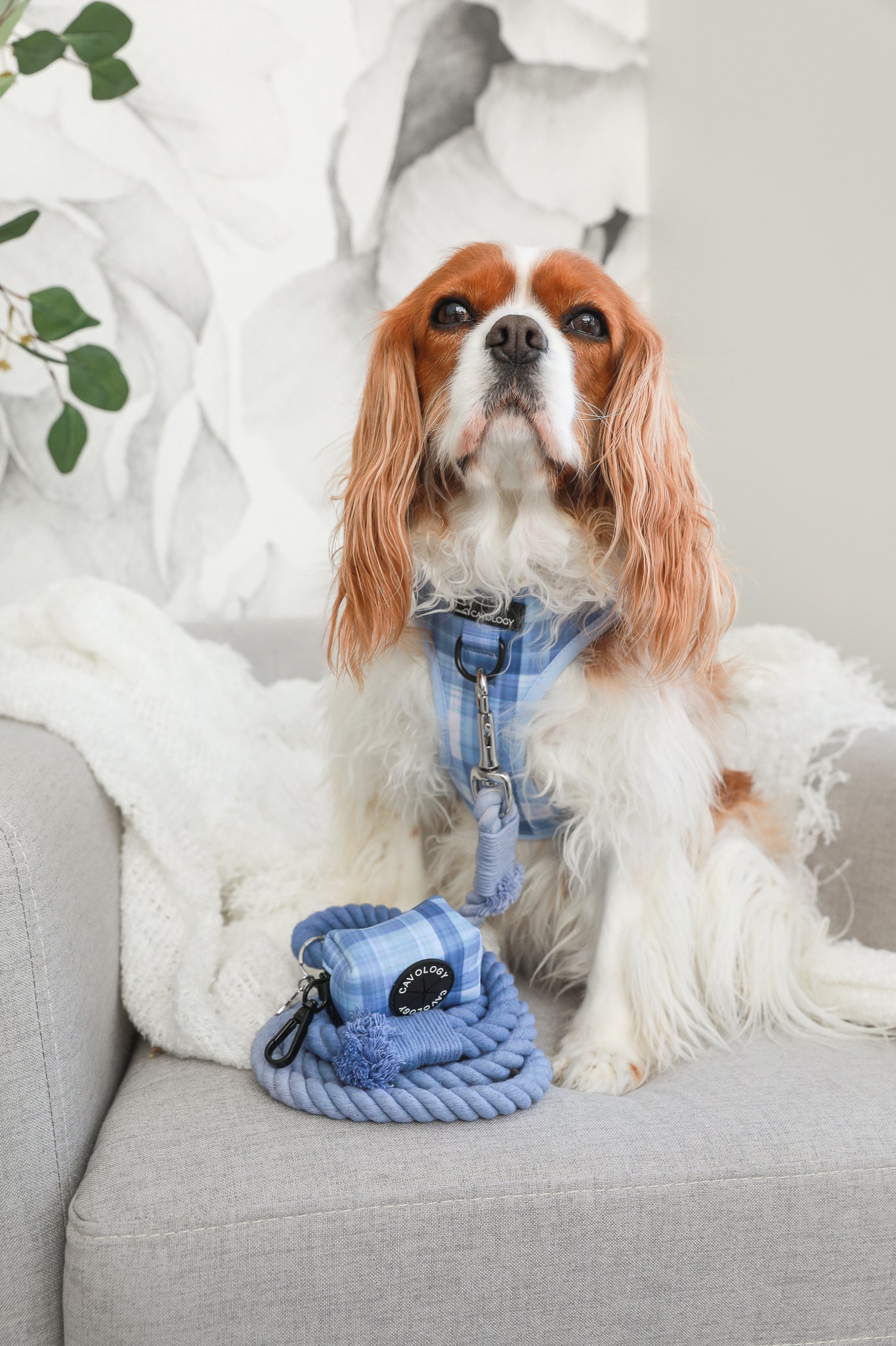 ROPE LEASH - In The Clouds (light blue ombré)