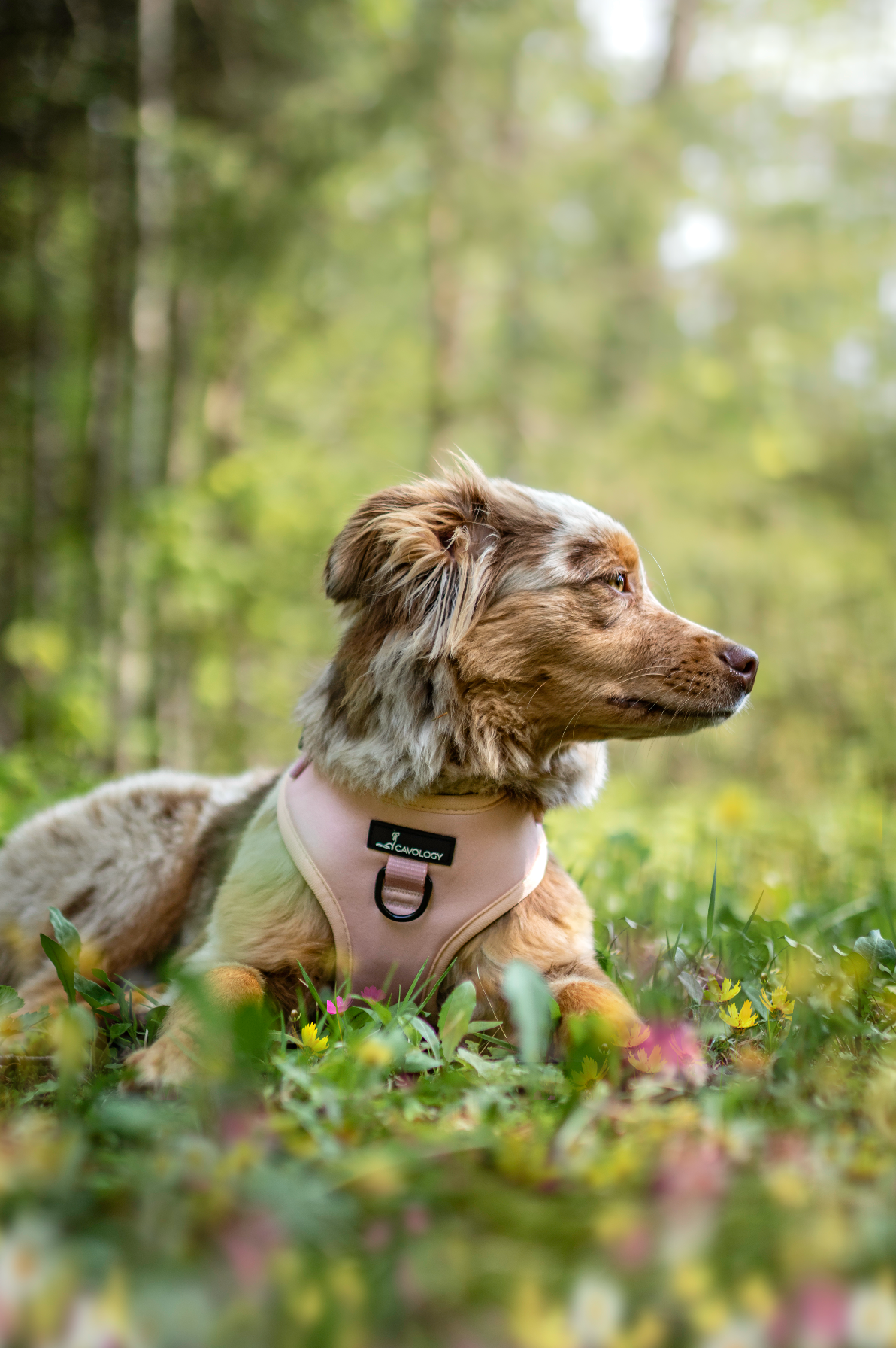 ADJUSTABLE HARNESS - Blush