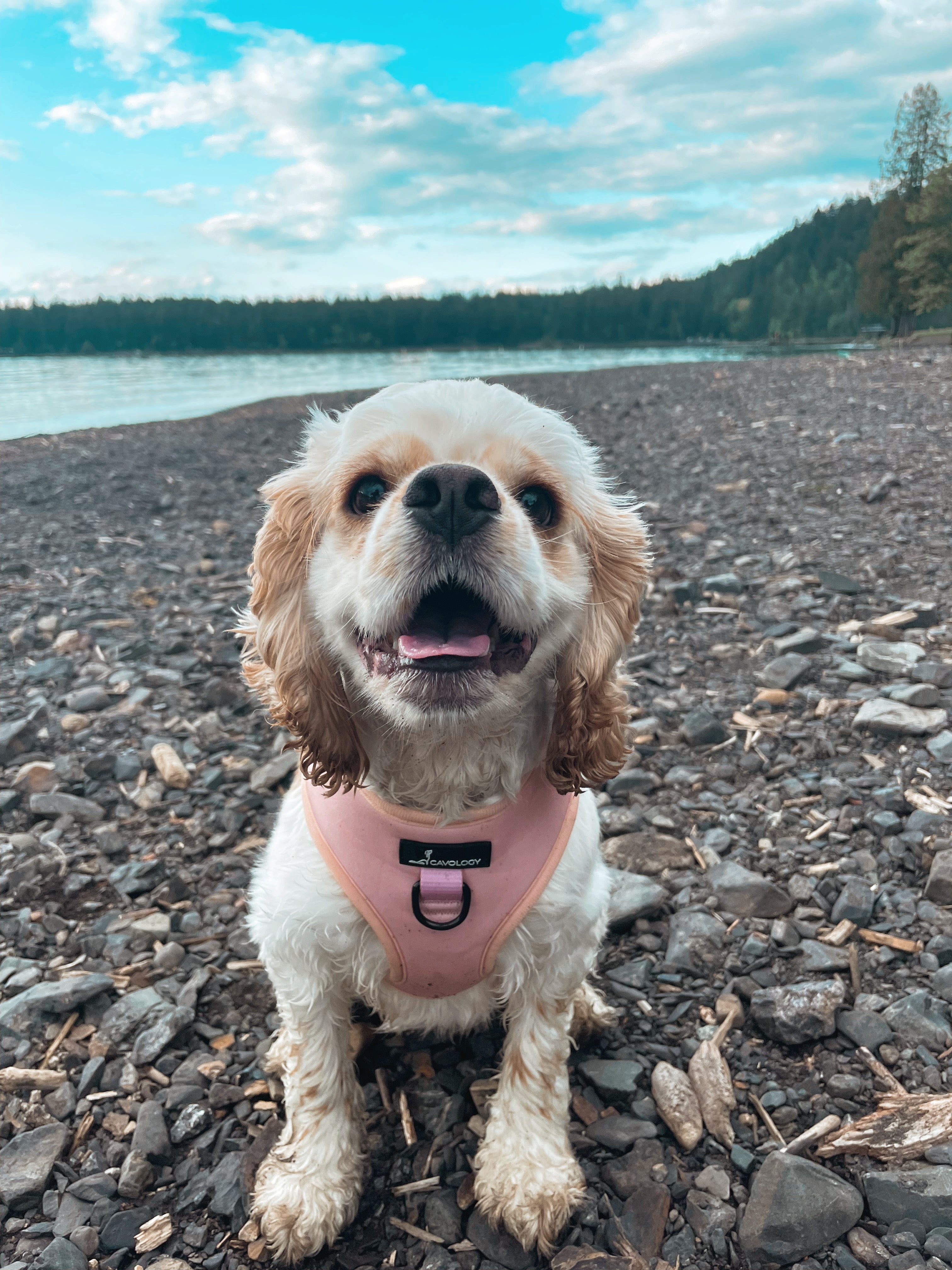 ADJUSTABLE HARNESS - Blush
