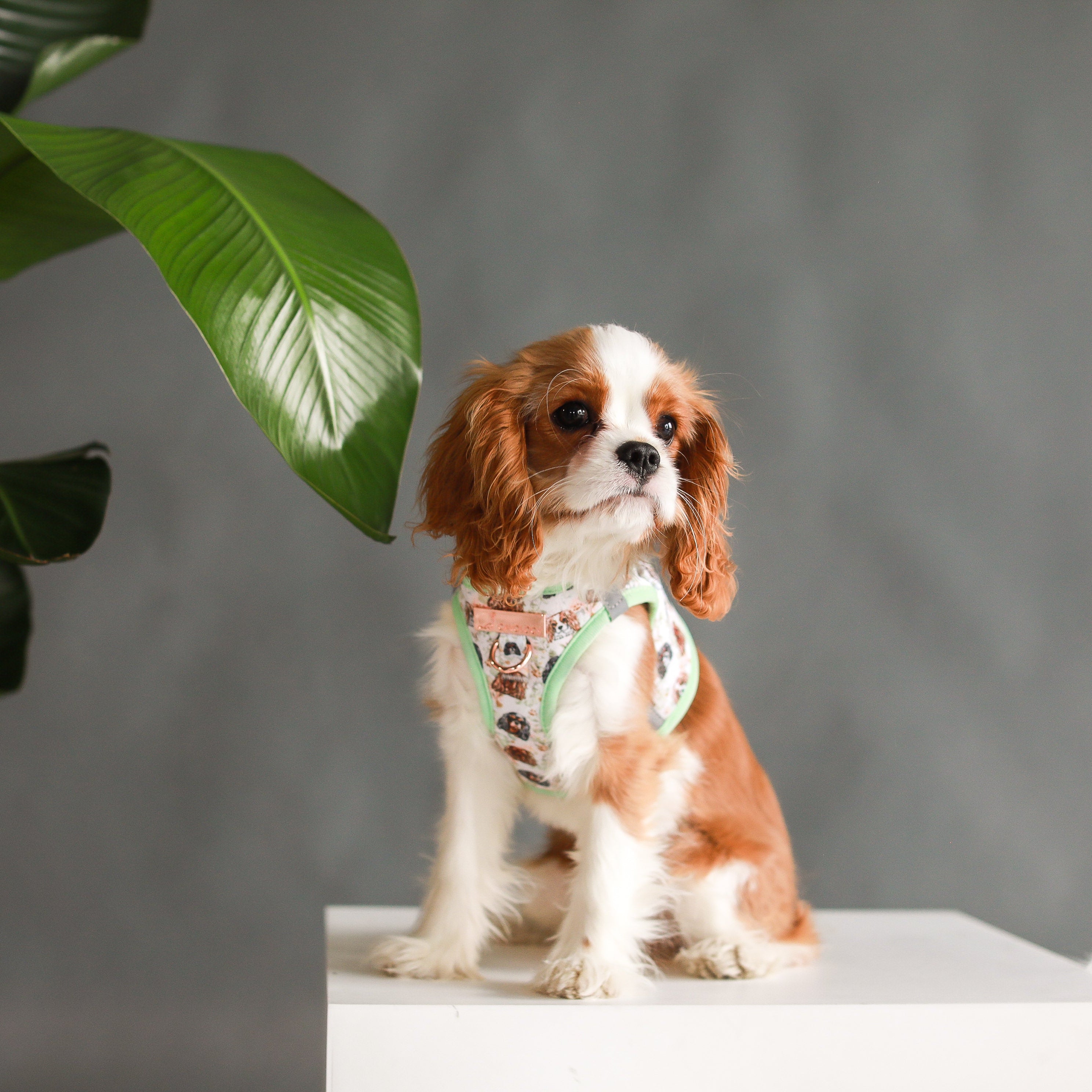 VEST STEP IN HARNESS - Cavalier King Charles Spaniel
