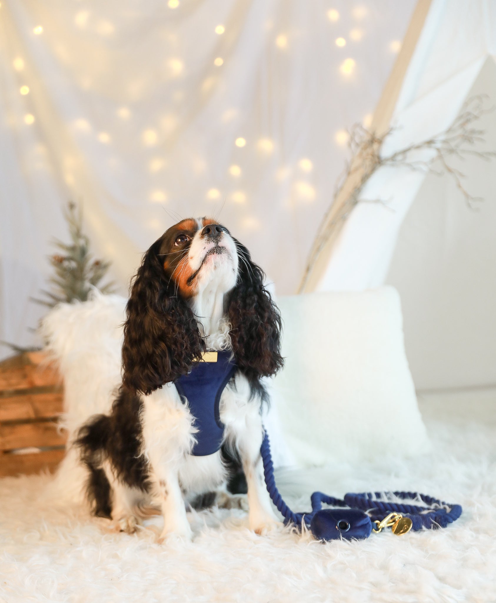 ROPE LEASH BUNDLE - Blue Velvet
