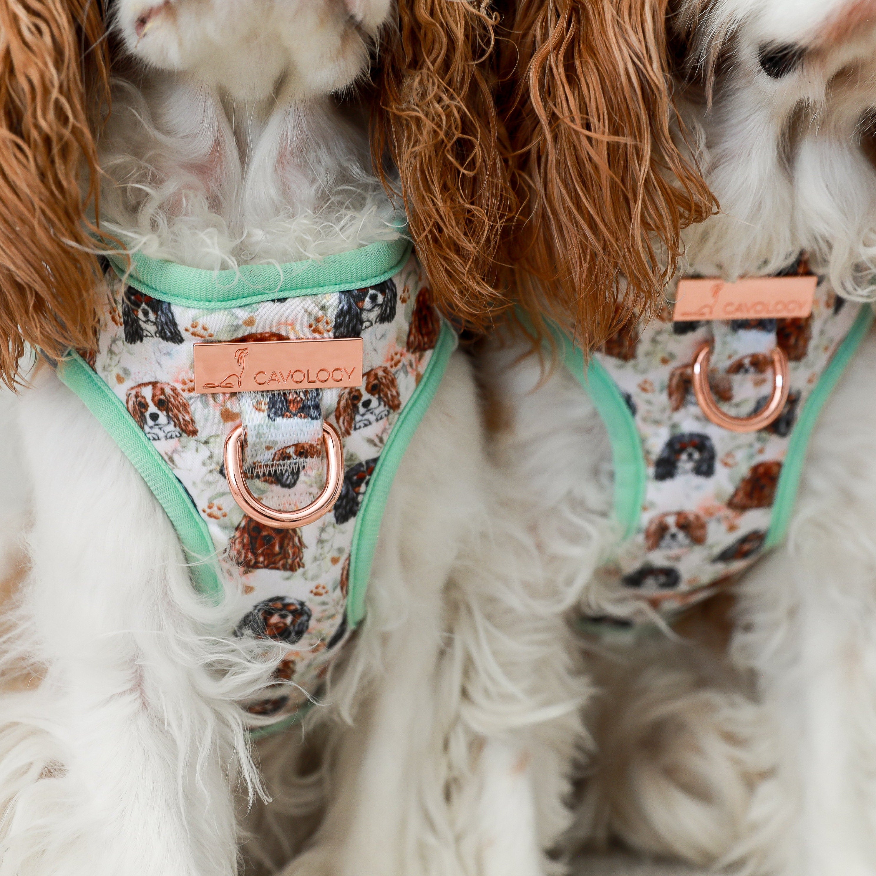 VEST STEP IN HARNESS - Cavalier King Charles Spaniel