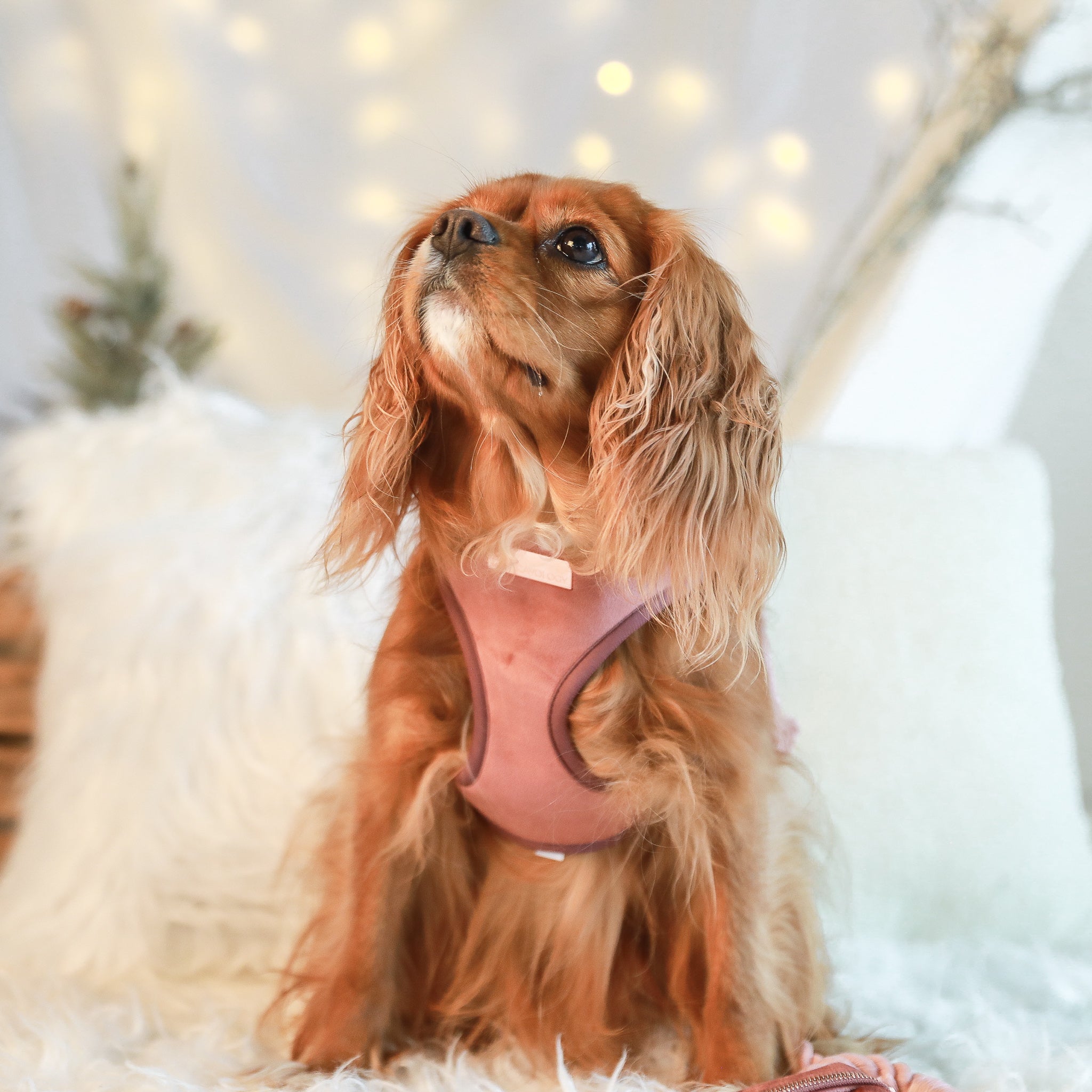 ADJUSTABLE HARNESS - Pink Velvet