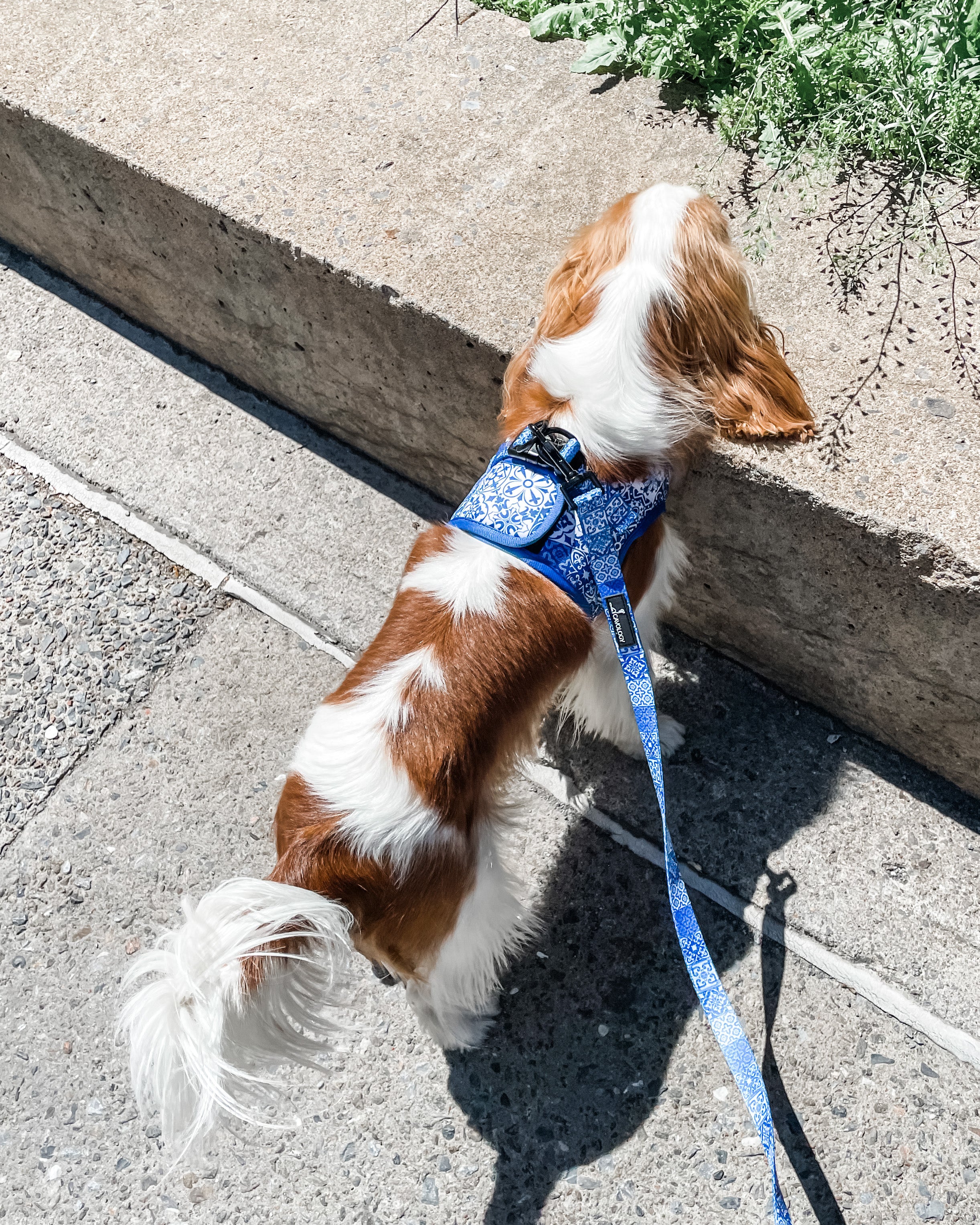 VEST STEP IN HARNESS - Blue Tiles Lisbon