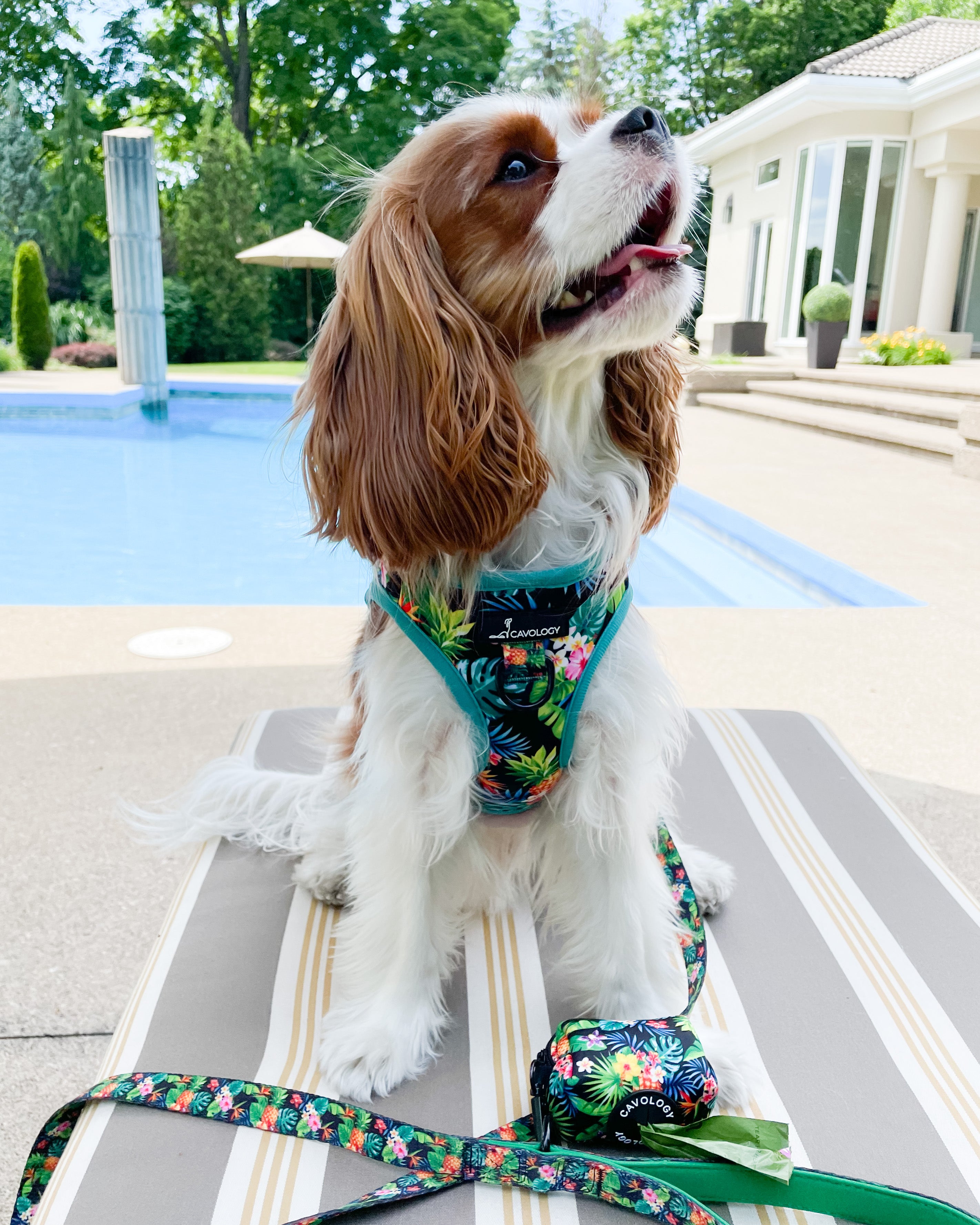 DOG HARNESS BUNDLE - Tropical Rio