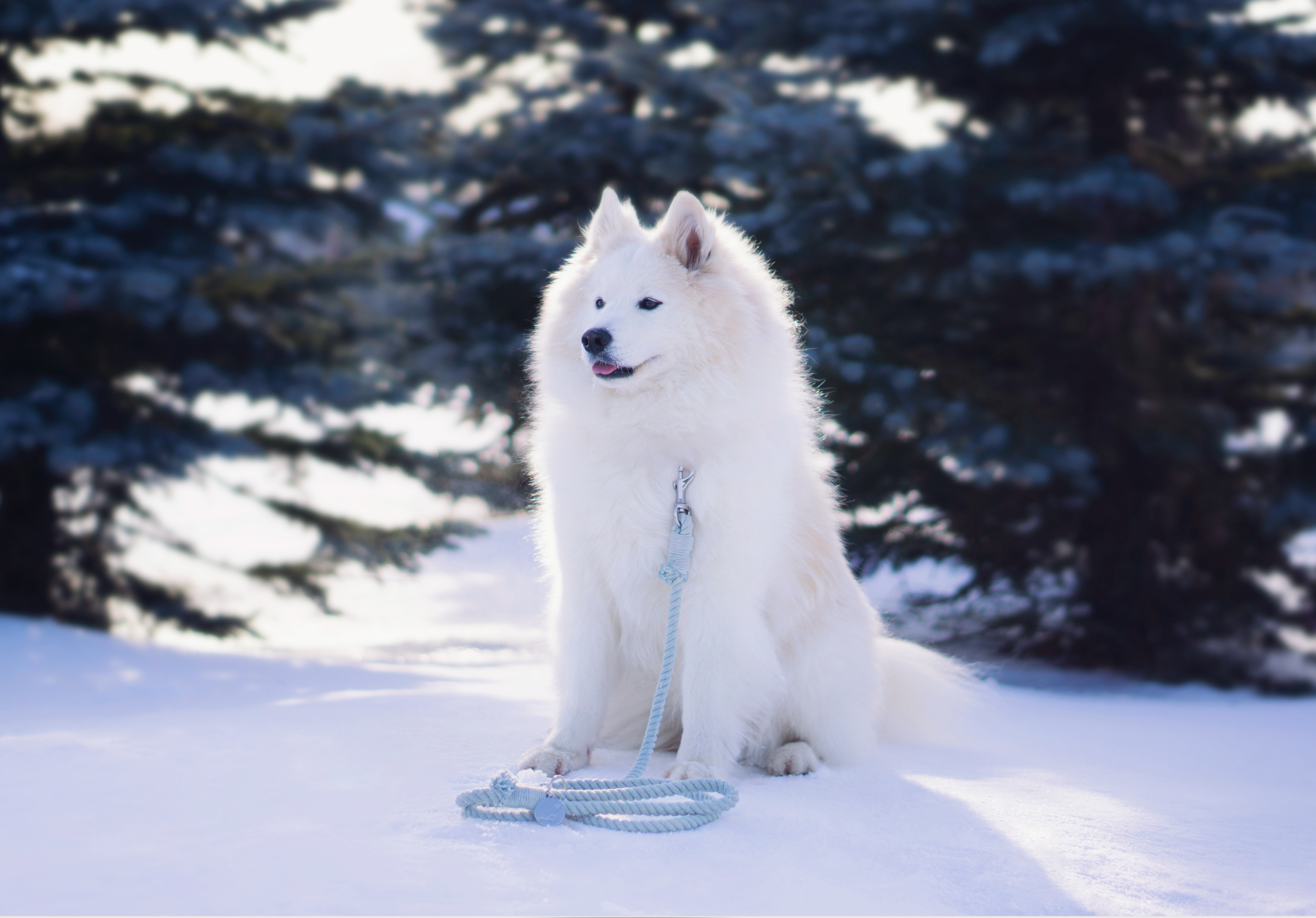 ROPE LEASH - Sky Blue