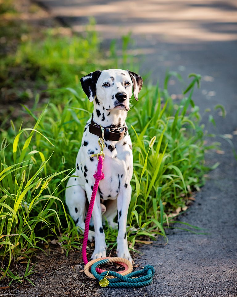 ROPE LEASH - OMBRE Autumn “Colors of the Wind”