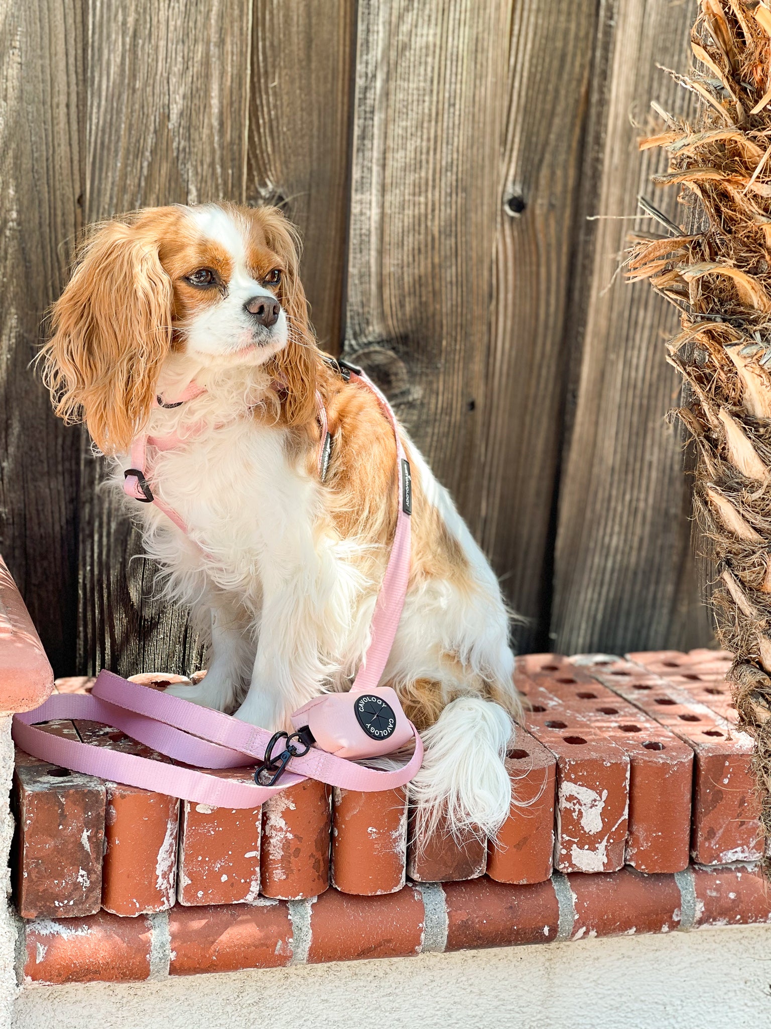 STRAP STEP IN HARNESS - Blush