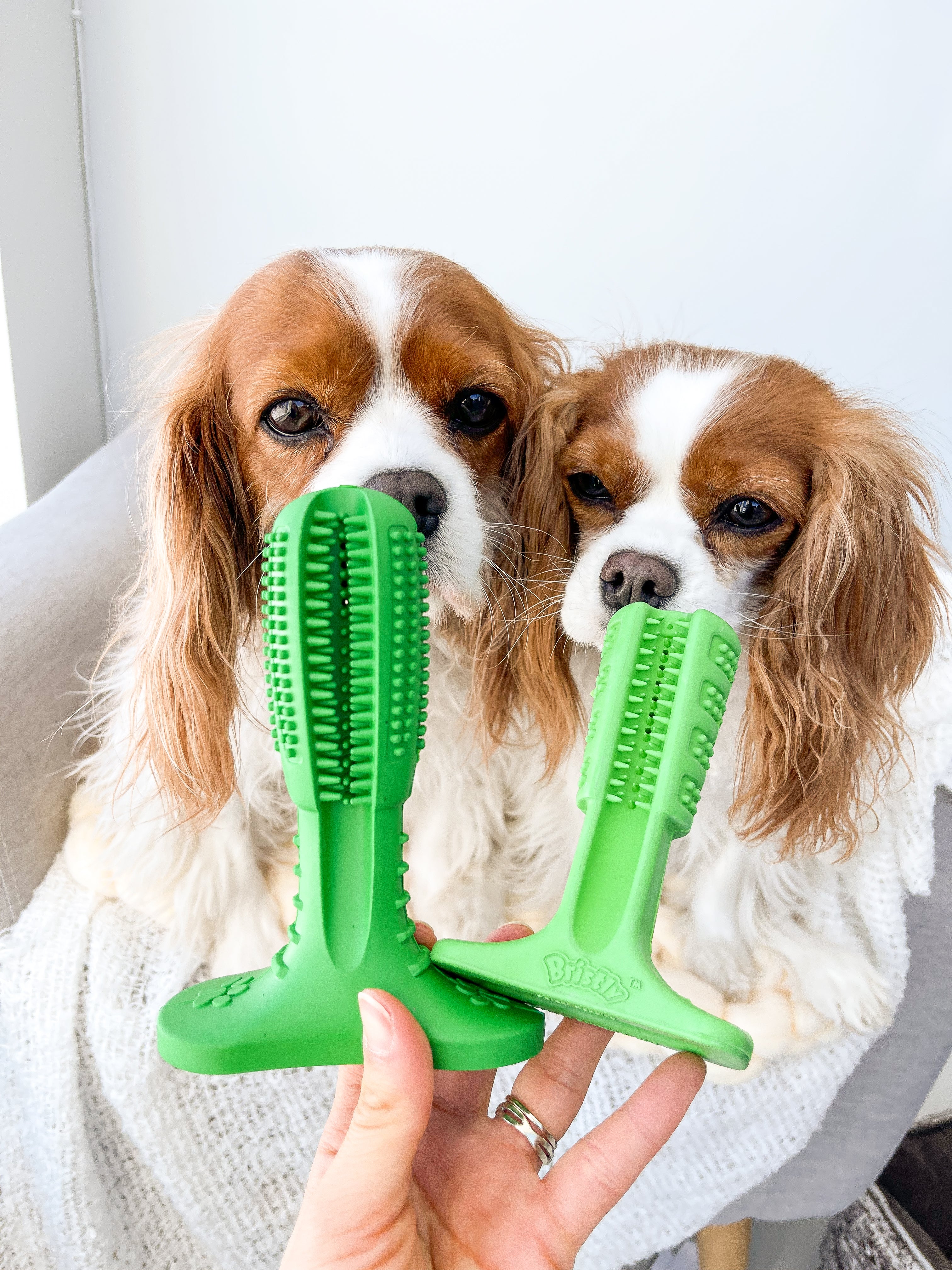 Does this work? Reviewing the Bristly dog toothbrush