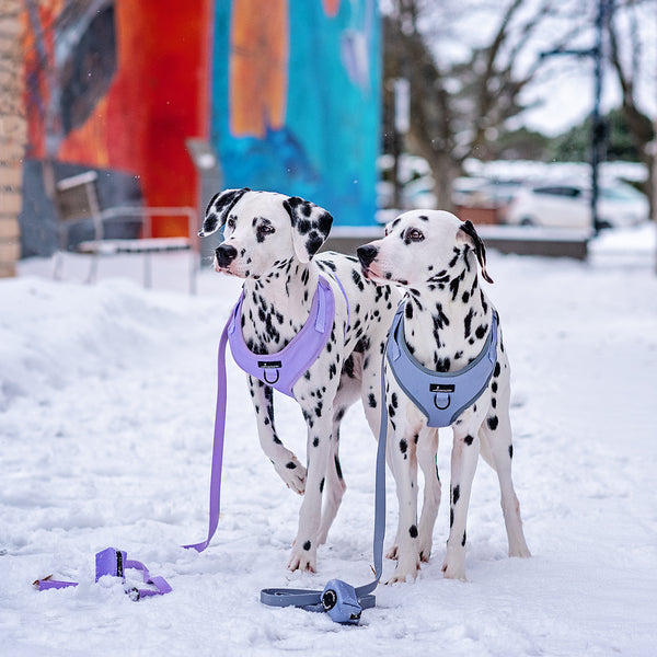 3 Winter Must Haves for Dogs