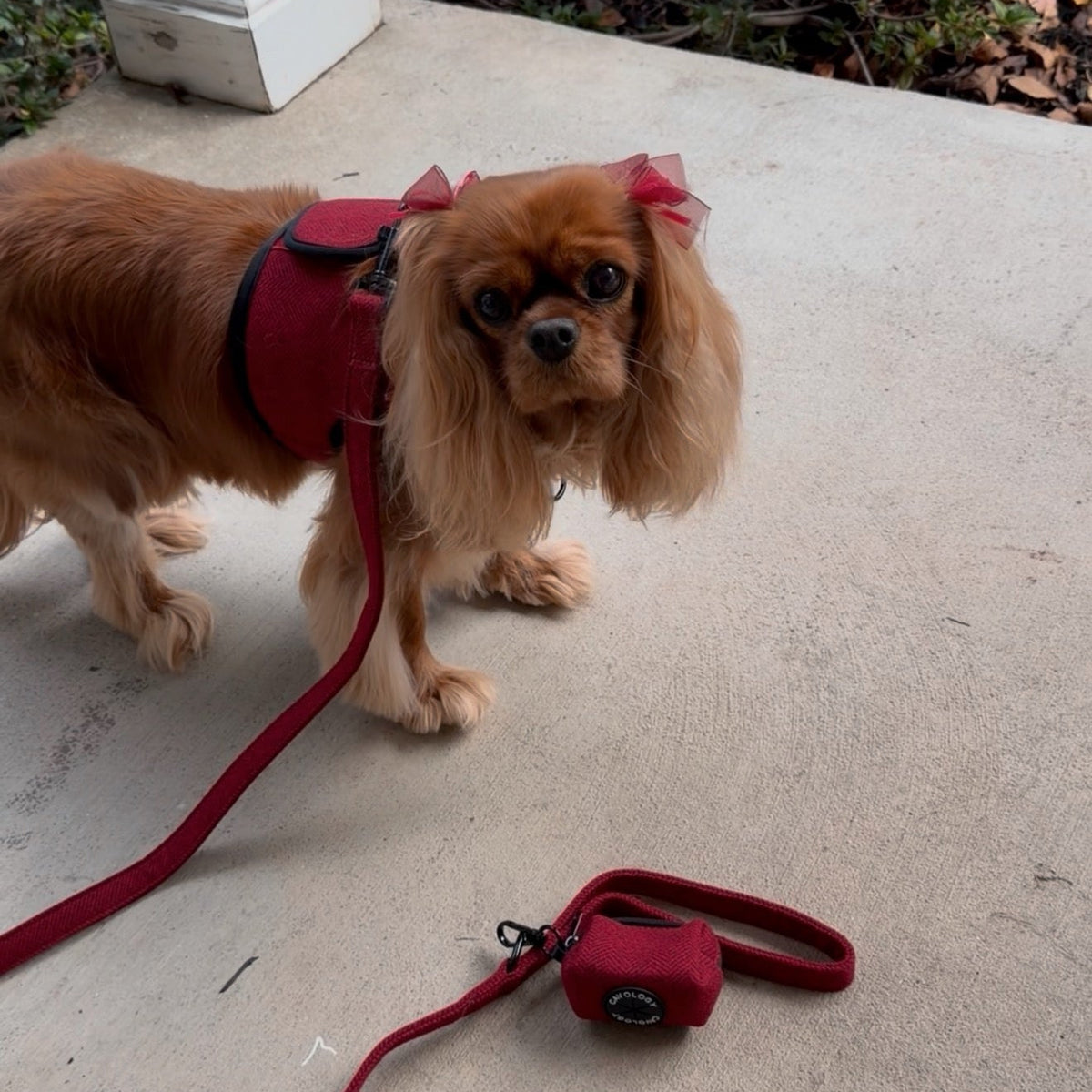 Cranberry Herringbone Dog Walking Bundle
