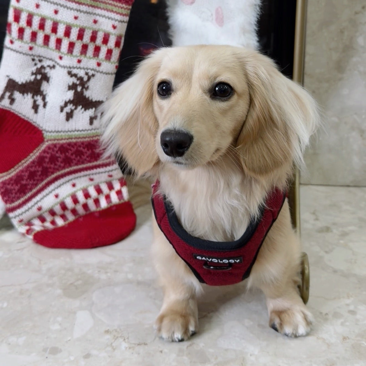Cranberry Herringbone Dog Walking Bundle