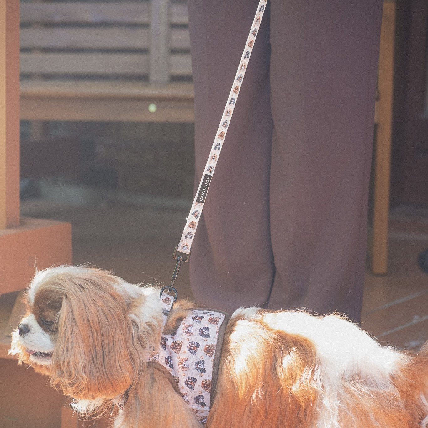 Cavalier King Charles Spaniel Dog Leash