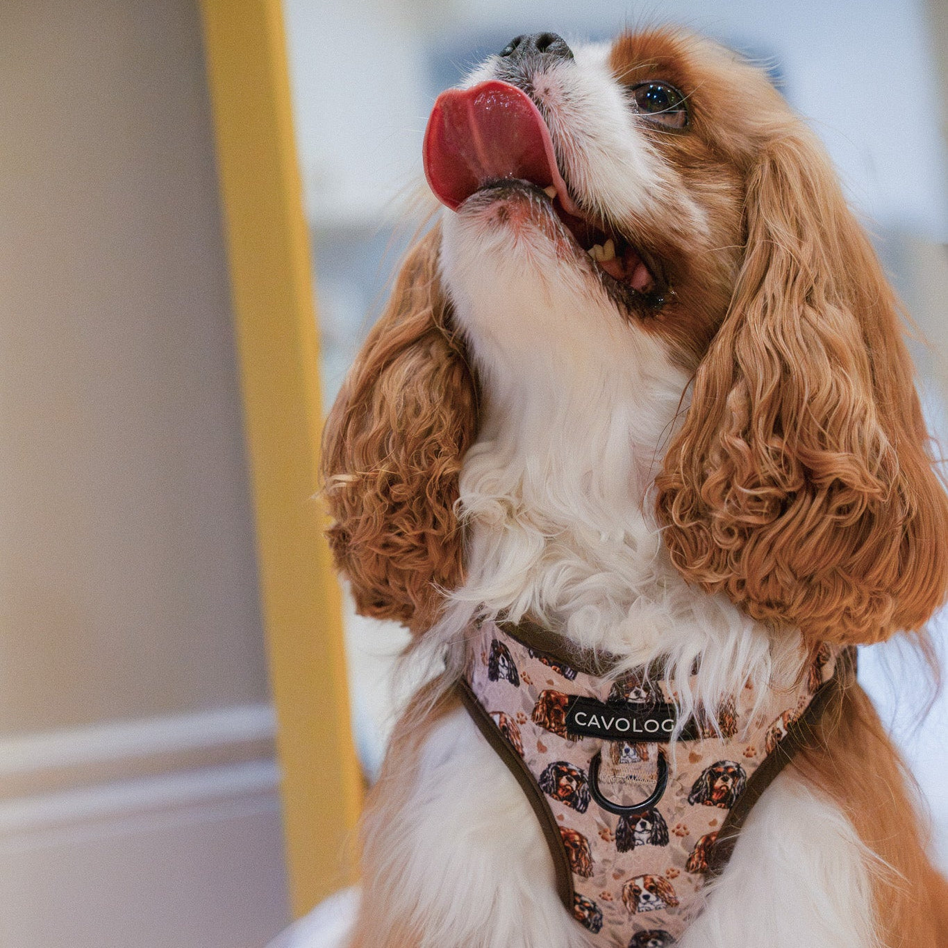 Cavalier King Charles Spaniel Vest Step In Dog Harness