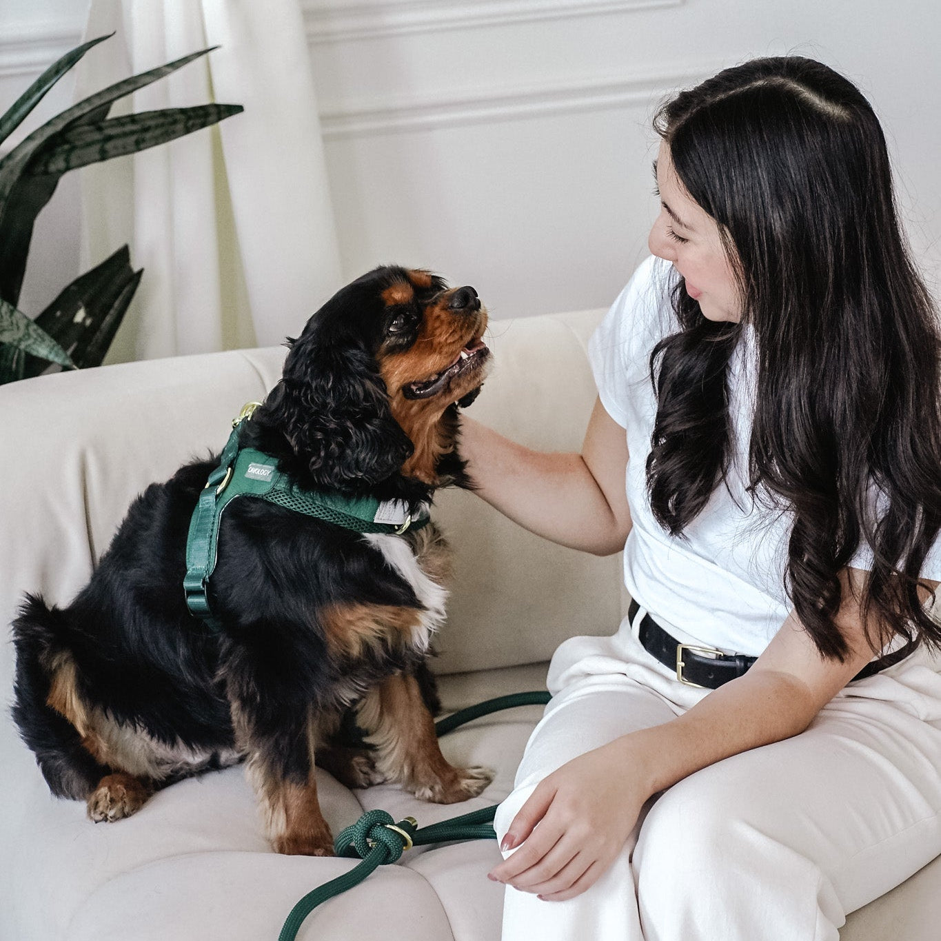 Cavology Easy O dog walking bundle with harness rope leash and waste bag dispenser in forest green