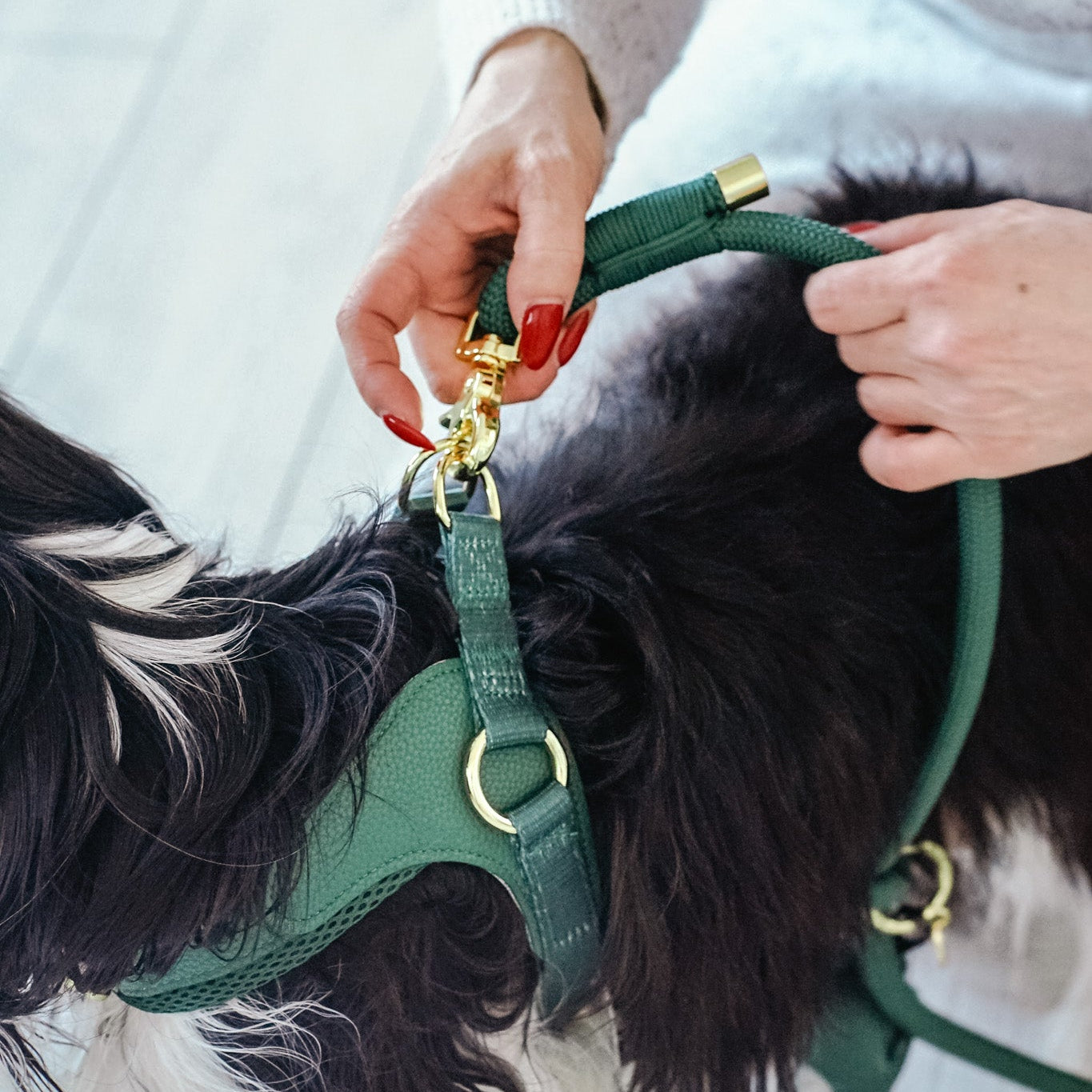Cavology Easy O dog walking bundle with harness rope leash and waste bag dispenser in forest green
