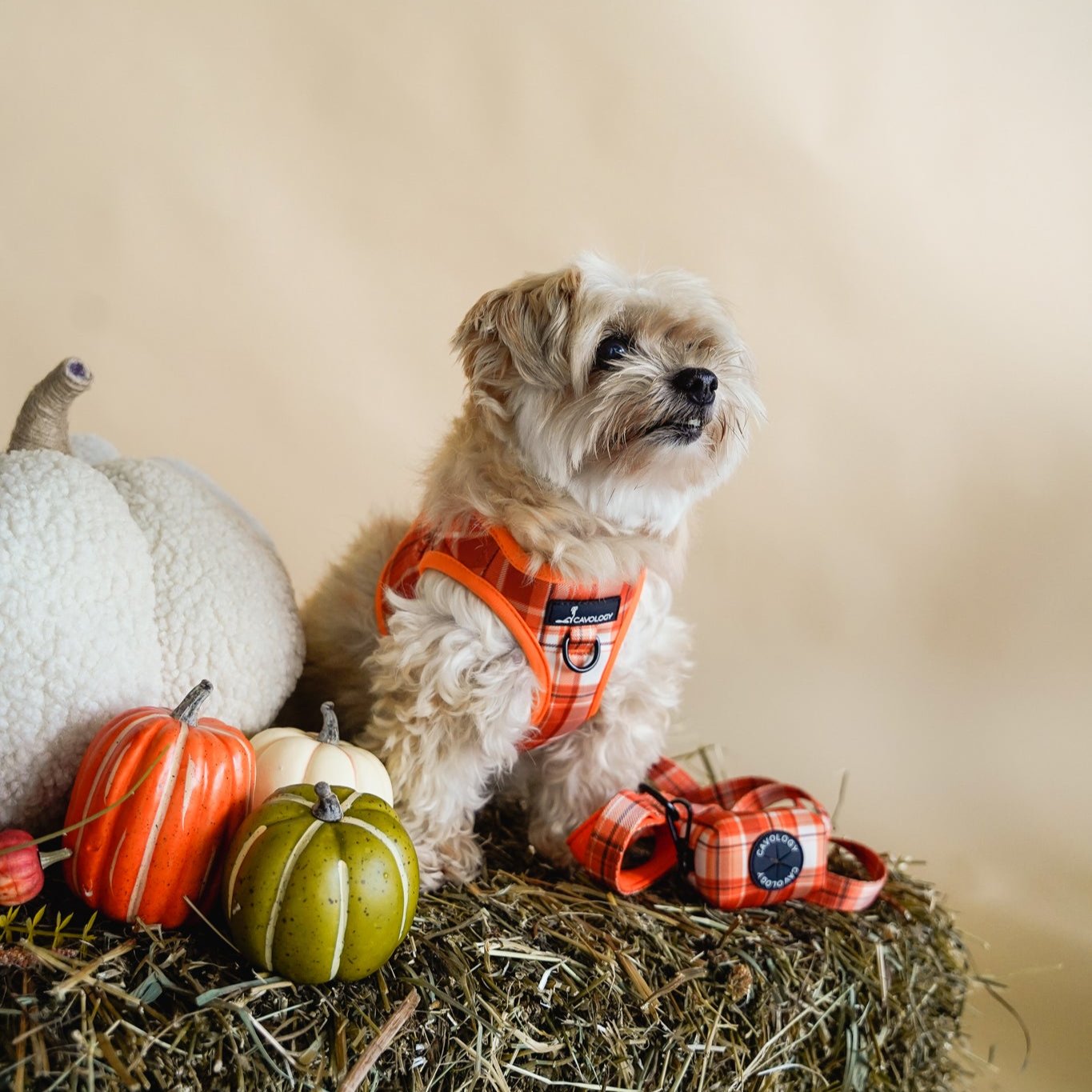 VEST STEP IN HARNESS - ORANGE PLAID Pumpkin Spice