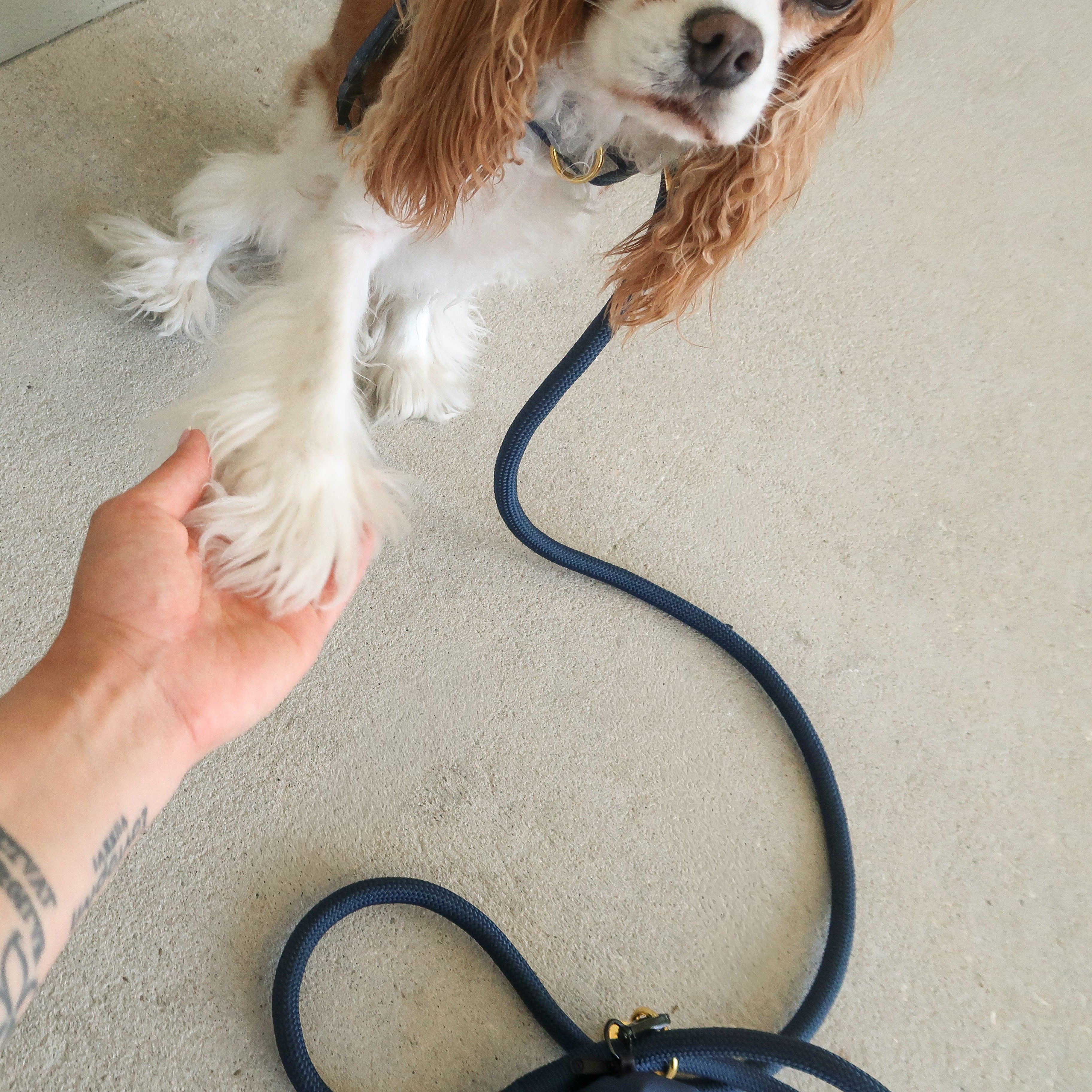 HANDS FREE BUNDLE - EASY-O STEP IN HARNESS Denim Blue
