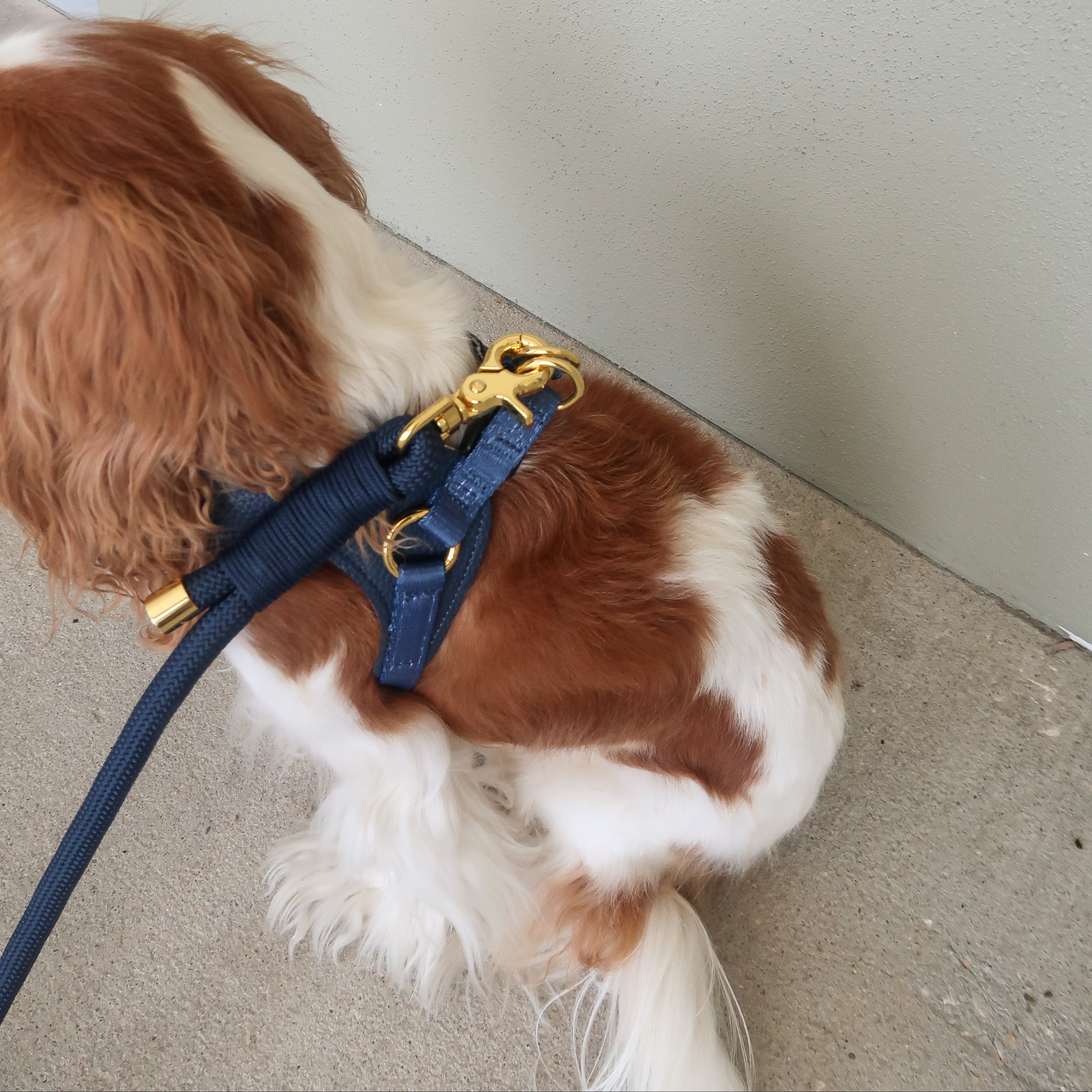 EASY-O STEP IN HARNESS - Denim Blue