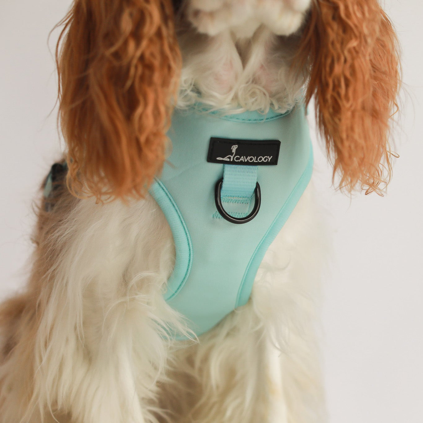 ADJUSTABLE HARNESS - Light Blue