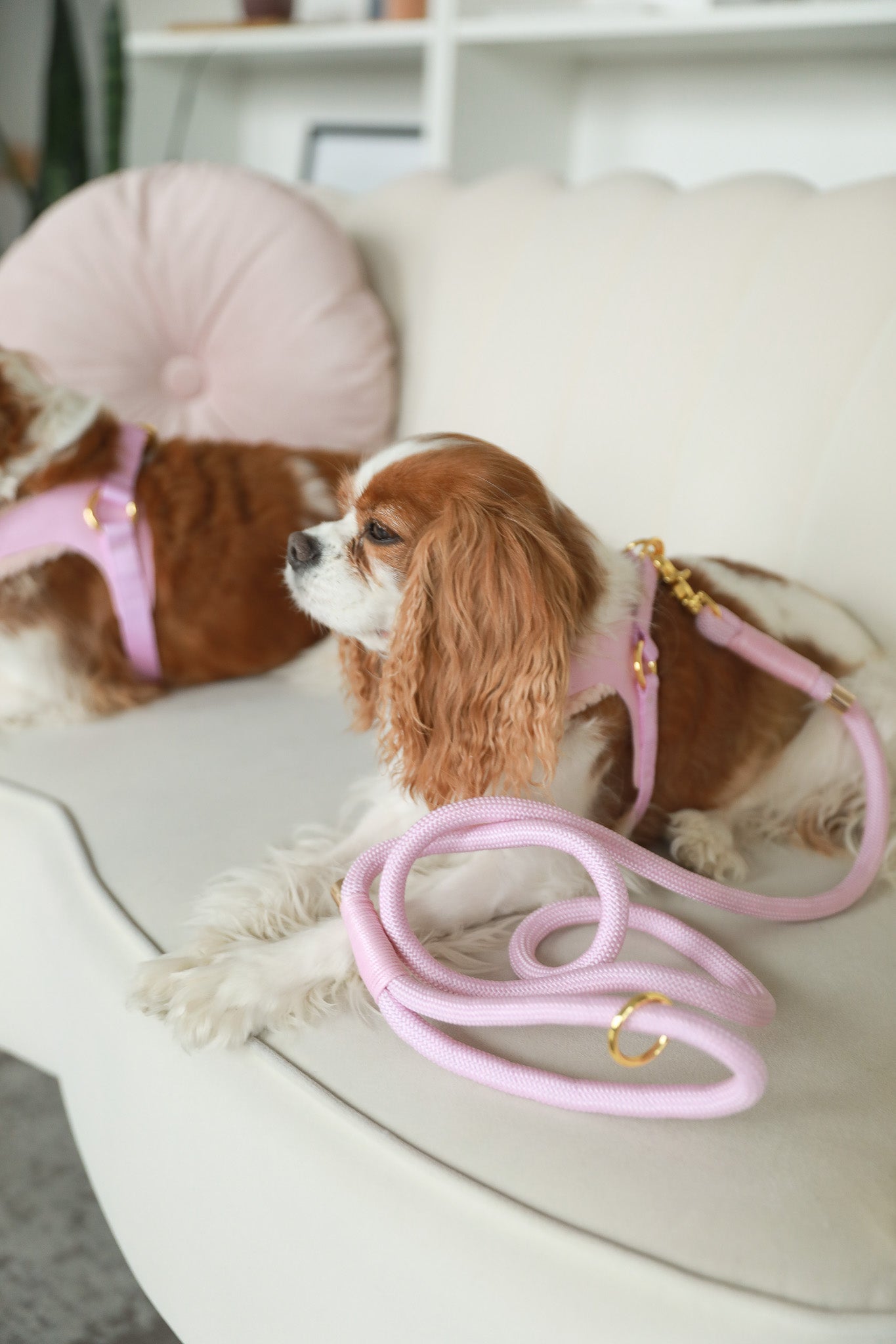 Rope Leashes for Dogs