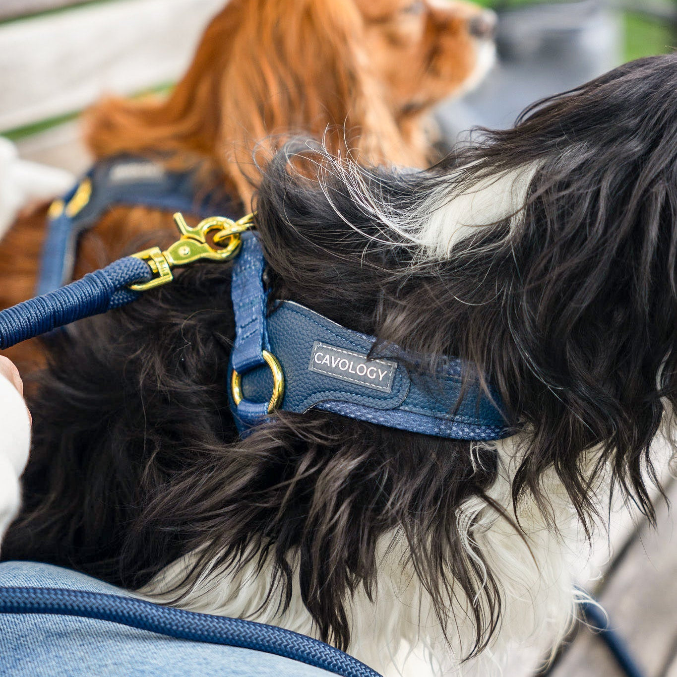 EASY-O STEP IN HARNESS - Denim Blue
