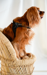 EASY-O STEP IN HARNESS - Black