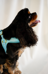 EASY-O STEP IN HARNESS - Teal