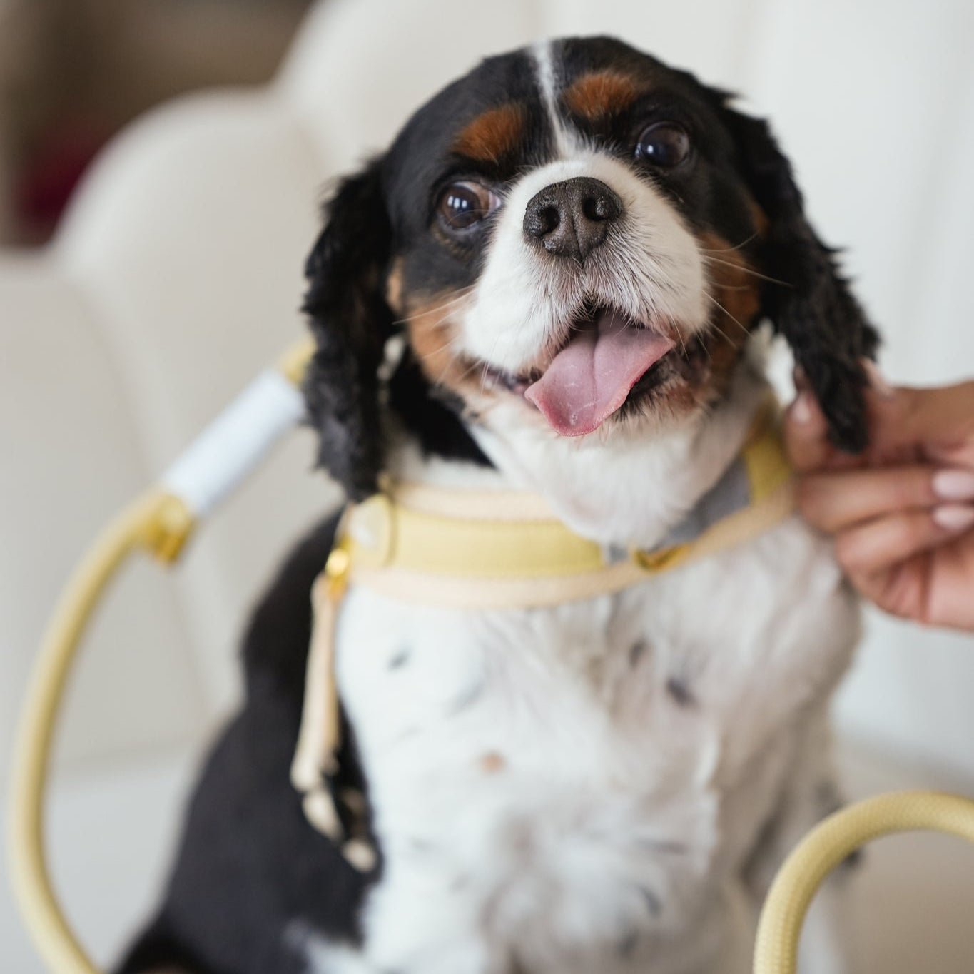 EASY-O STEP IN HARNESS - Butter Yellow