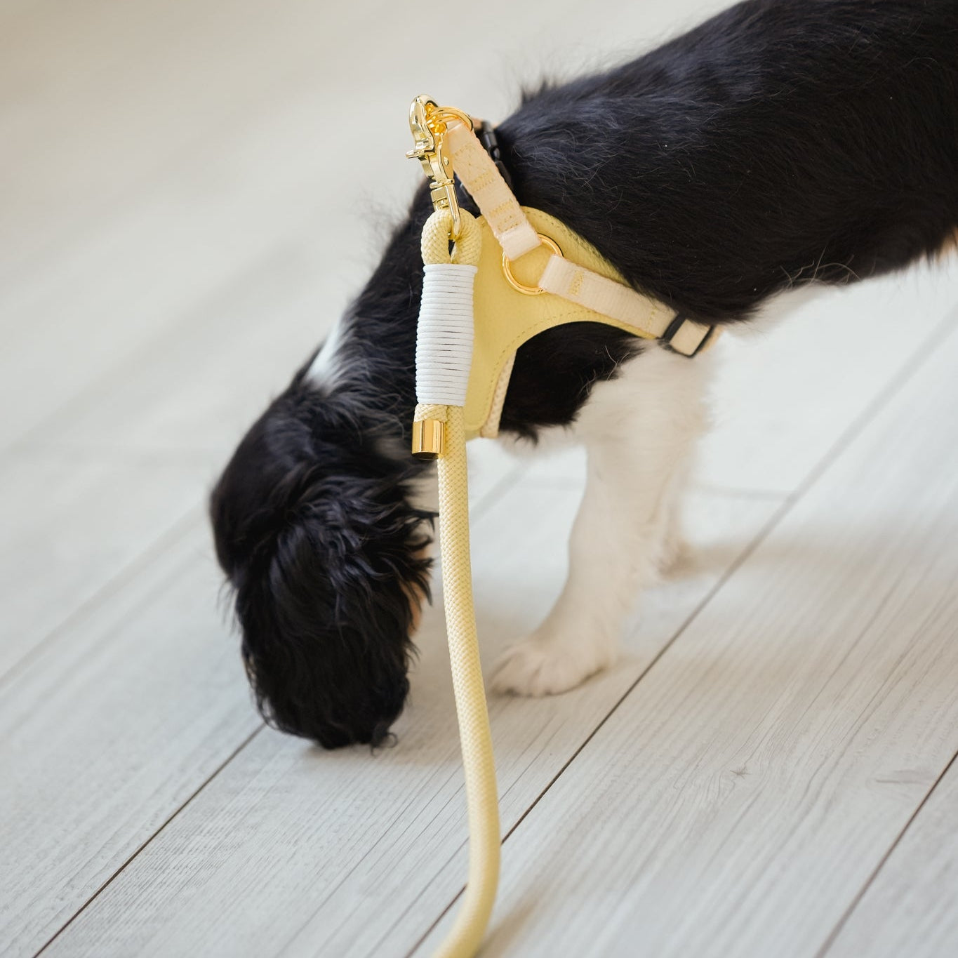 BRAIDED ROPE LEASH - BUTTER YELLOW